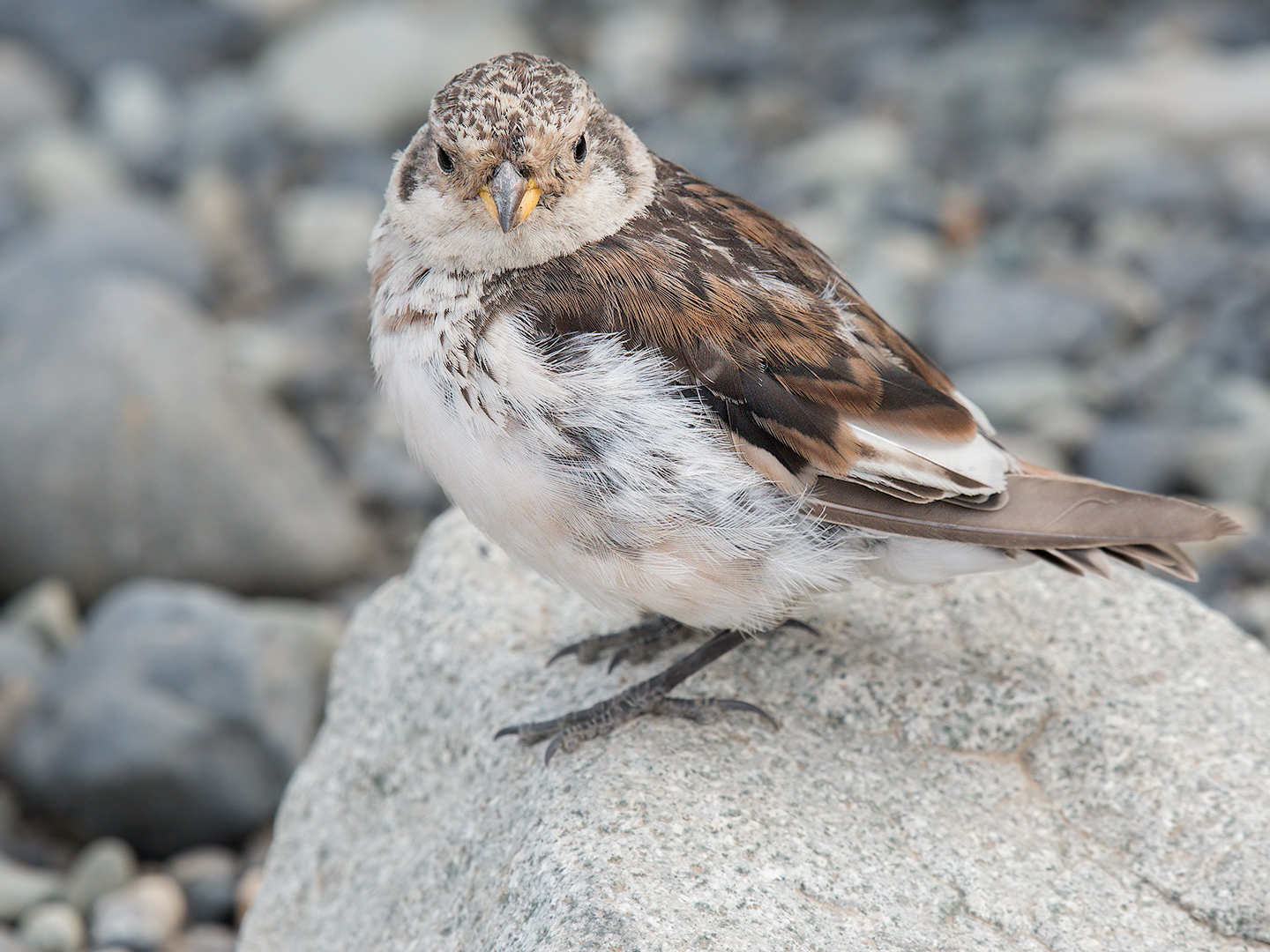 Zigolo delle nevi giovane