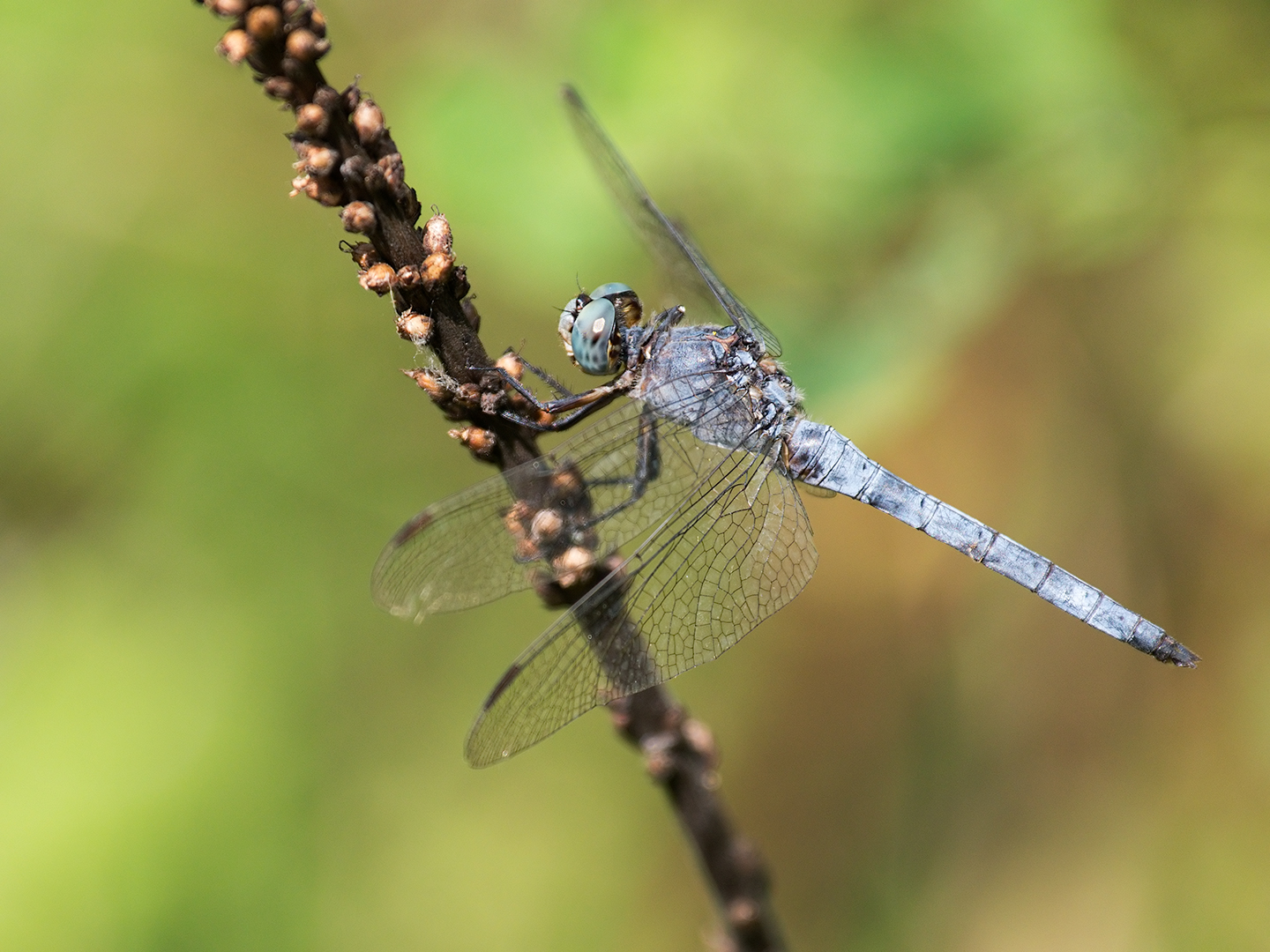 Orthetrum brunneum (male)