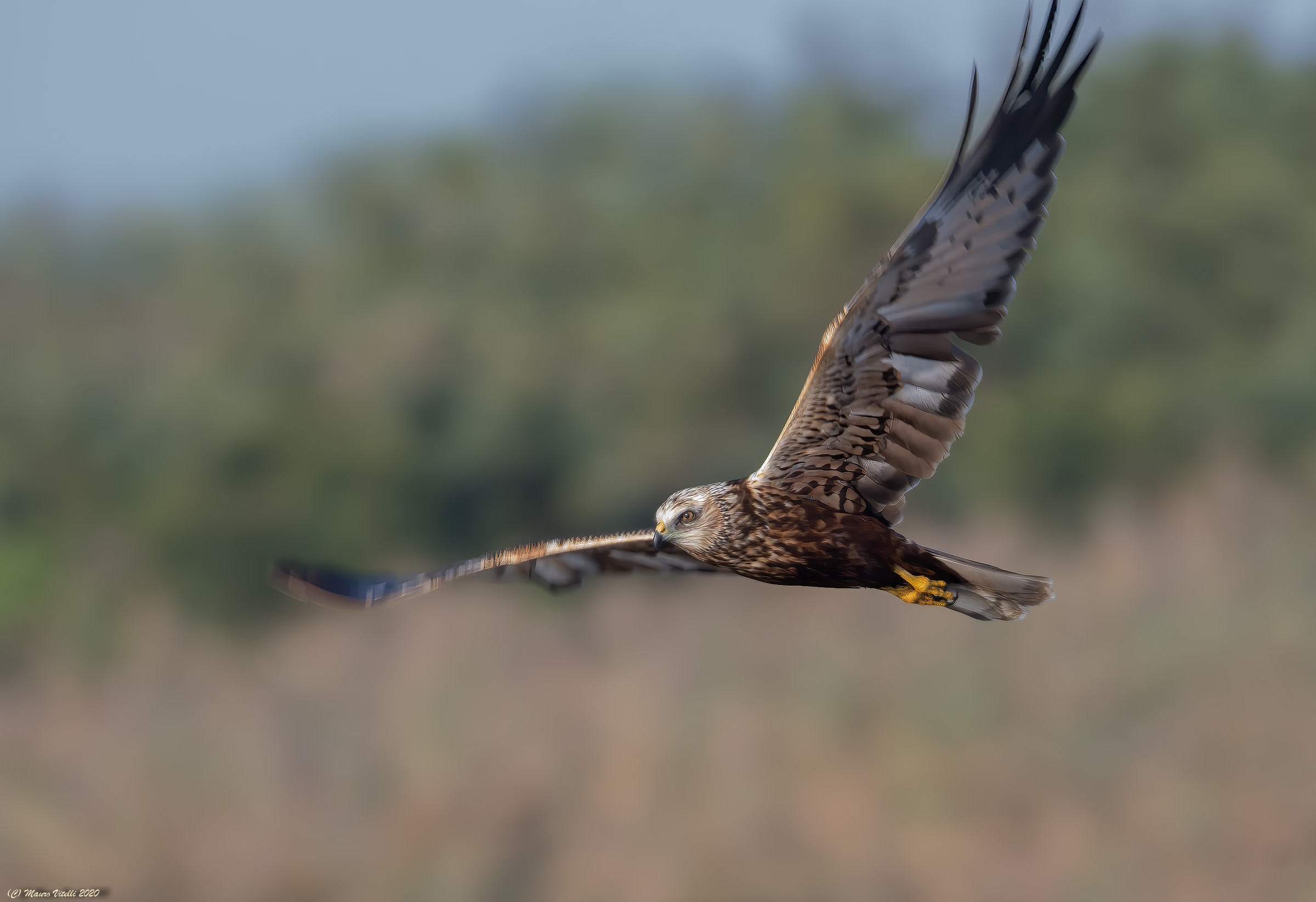 Male Marsh Falcon (Circus aeruginosus)