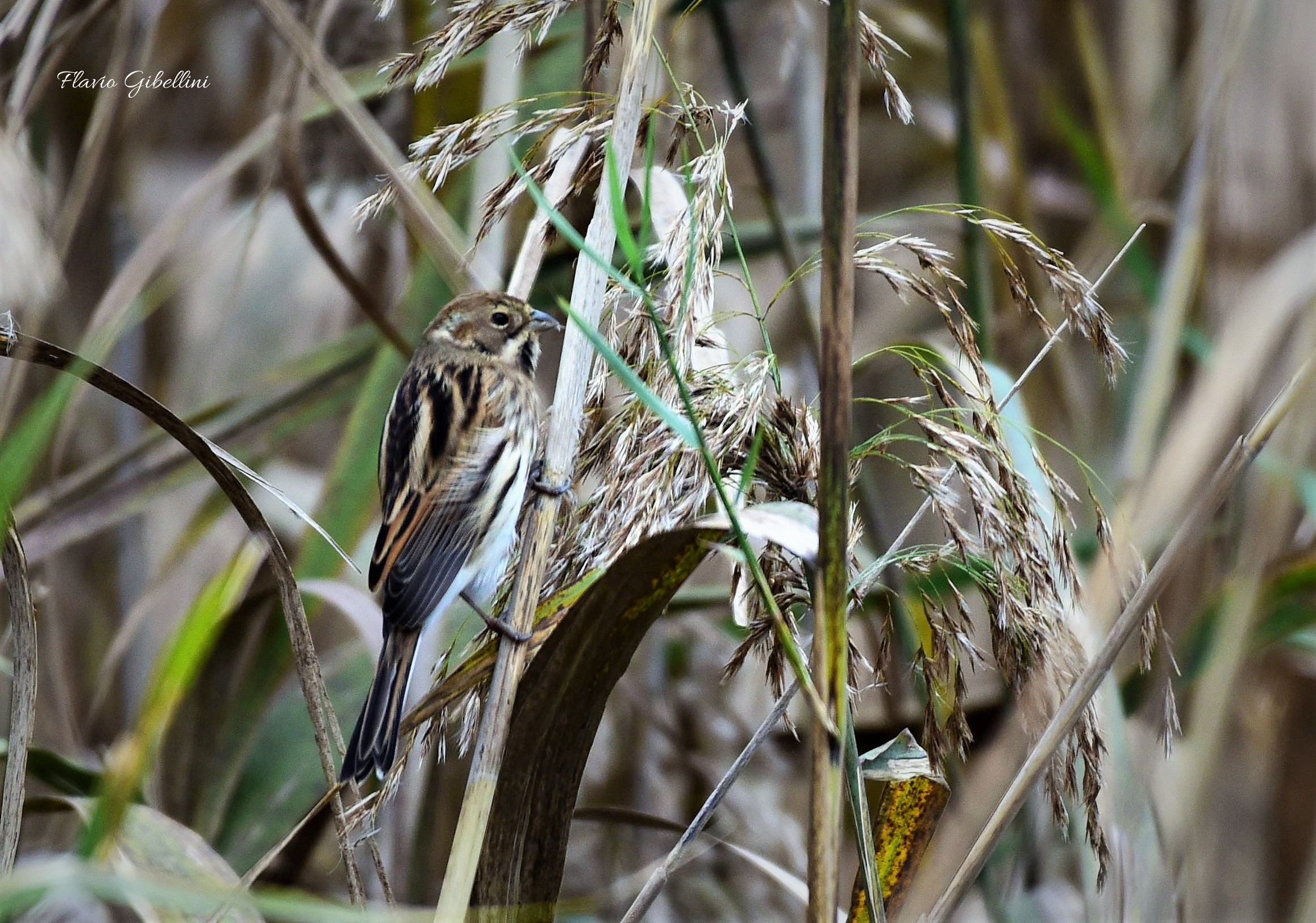 Migliarino di palude