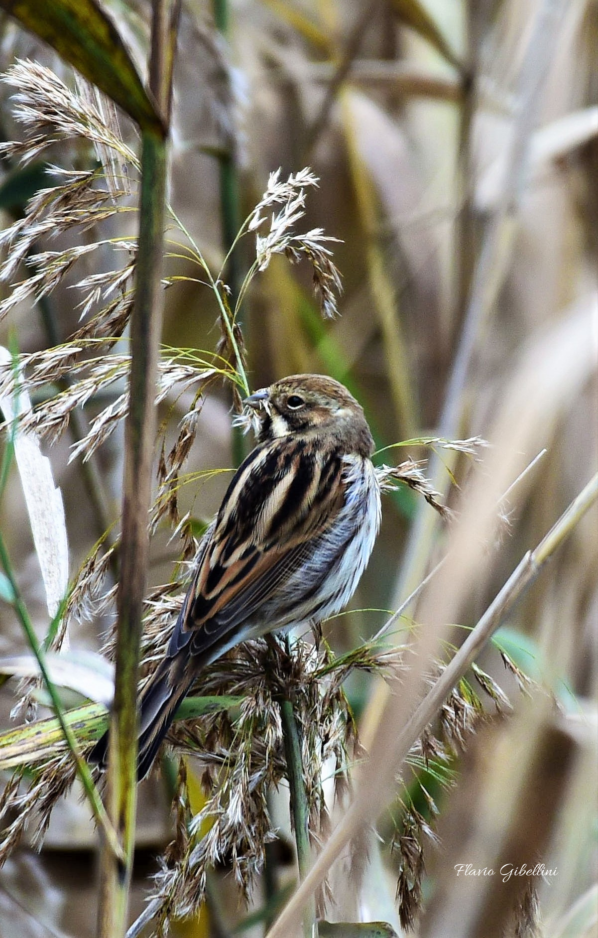 Migliarino di palude