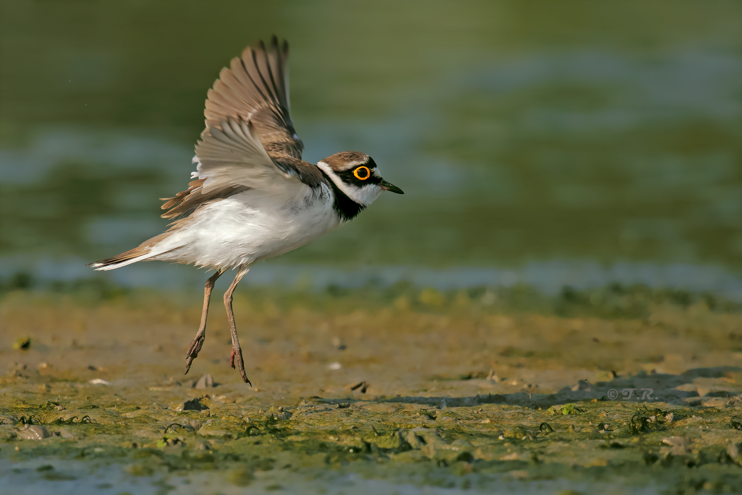 corriere piccolo al salto