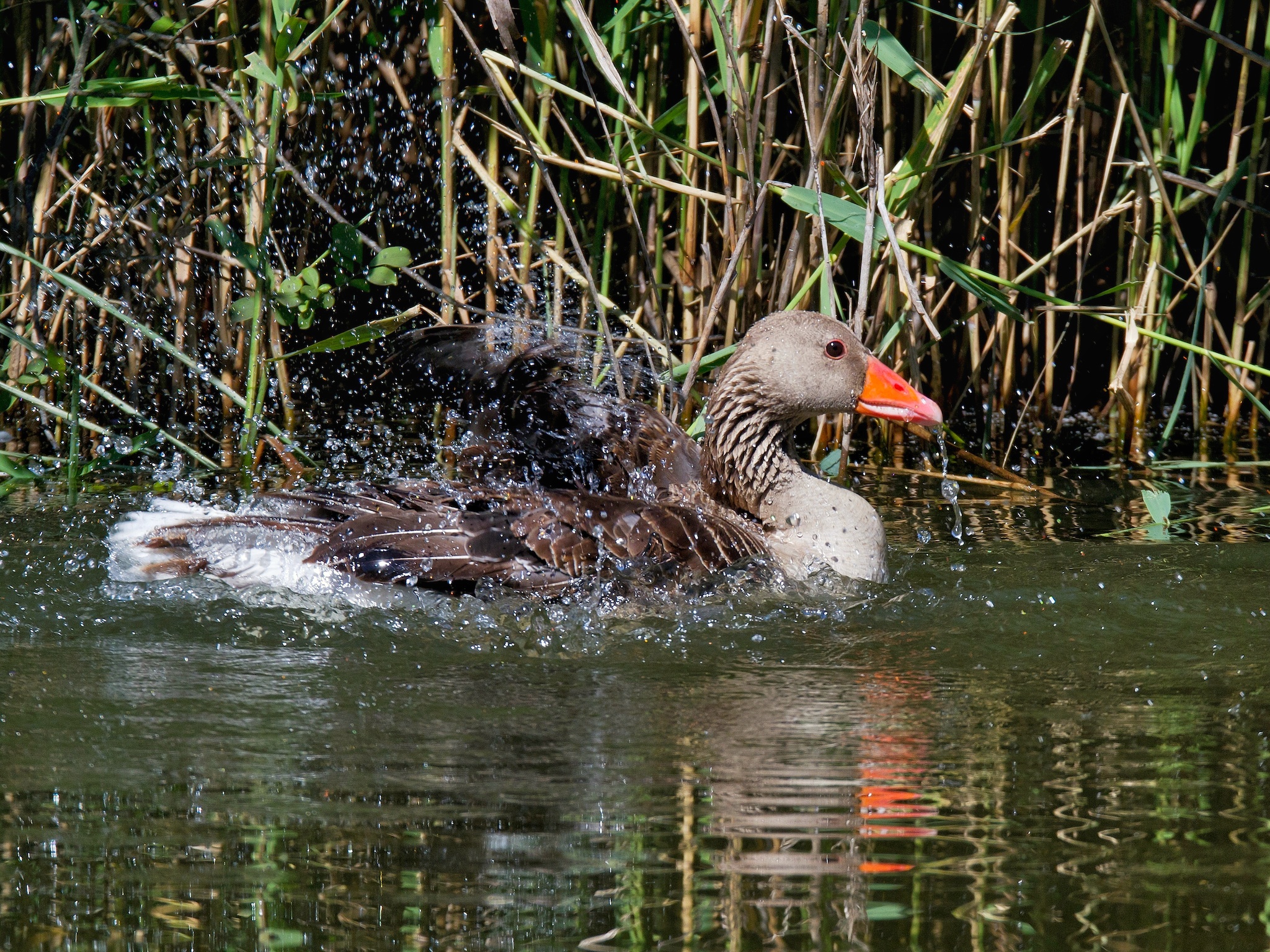 The Goose's Day