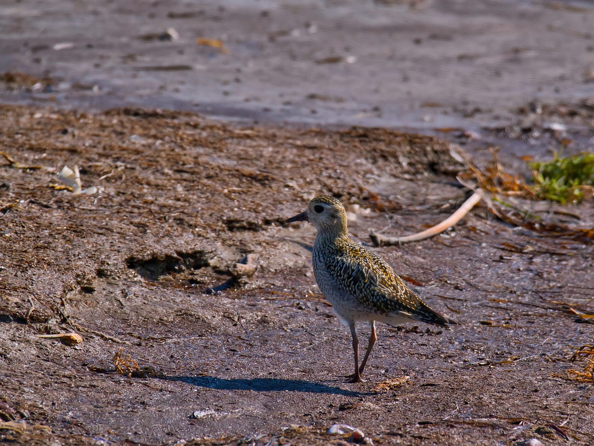 Golden plover (or Pivieressa ?)