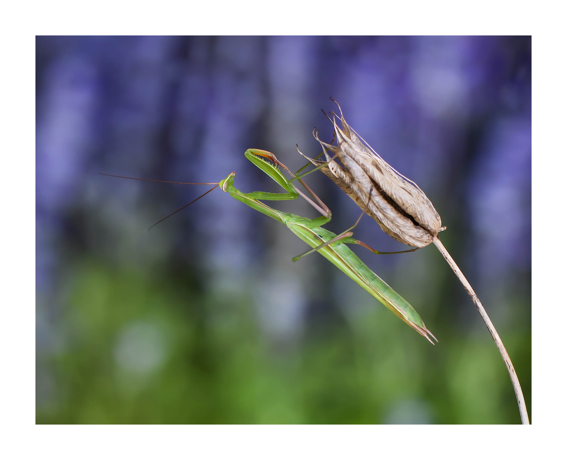 Mantide su fiore secco.