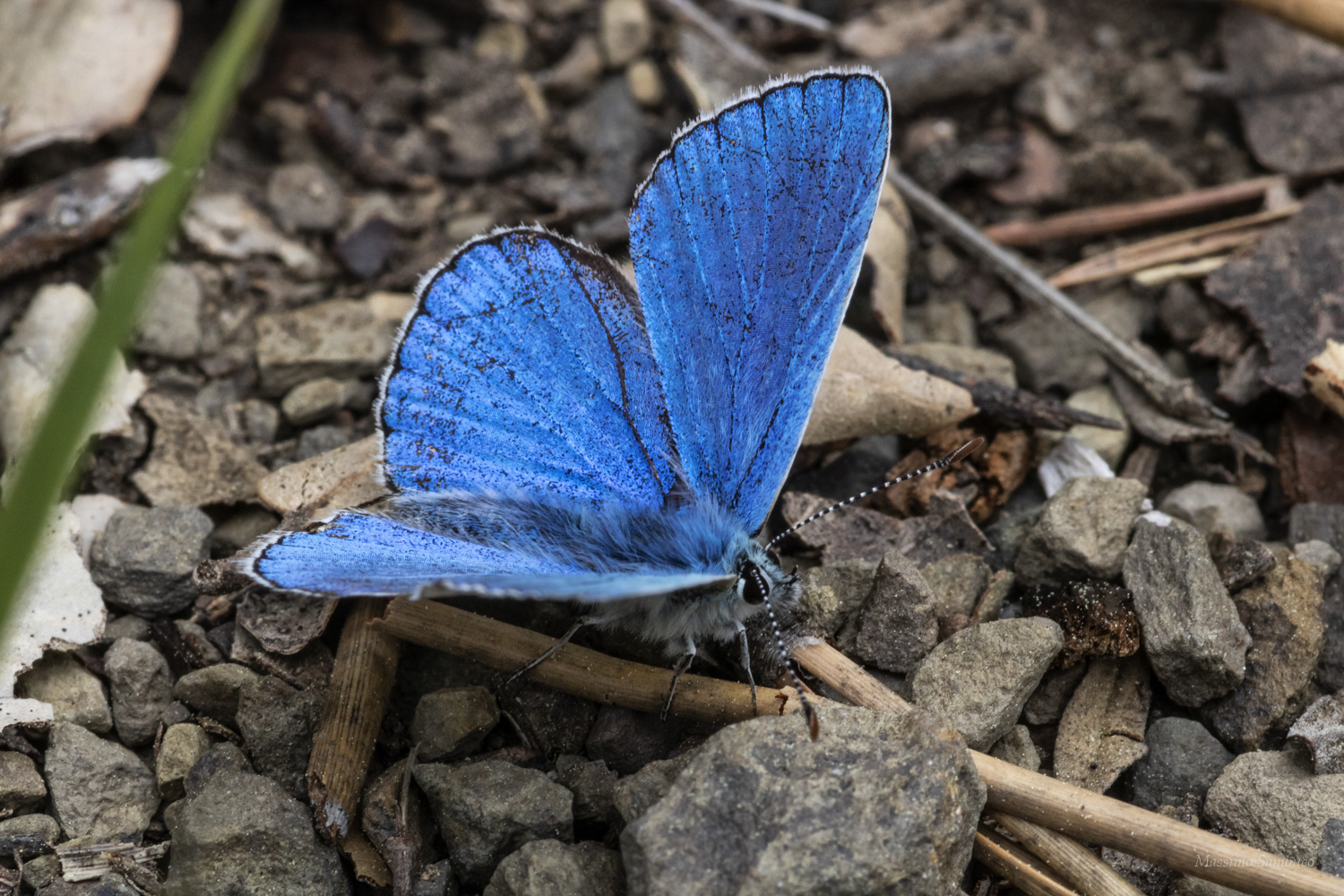 blu Butterfly
