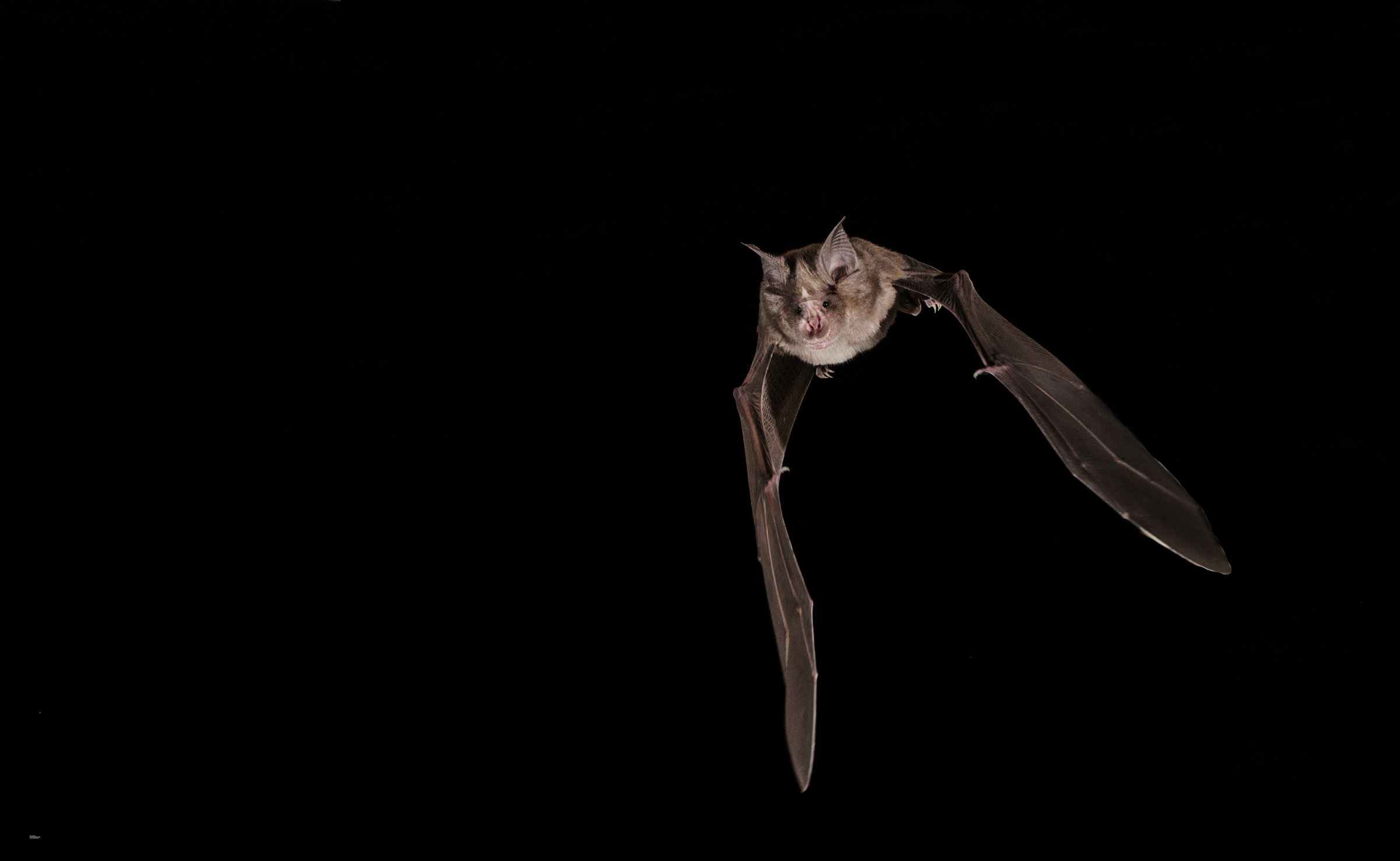 Ferro di Cavallo Maggiore