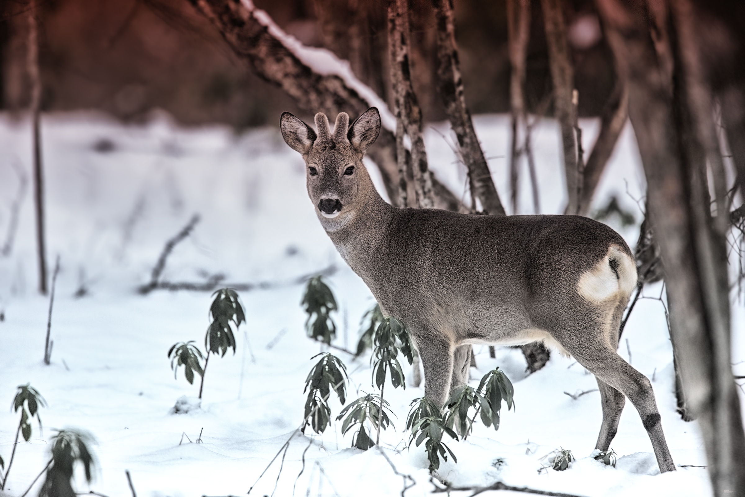 Capriolo, Bologna 2019