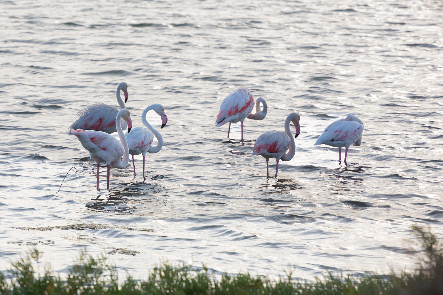 Flamingos
