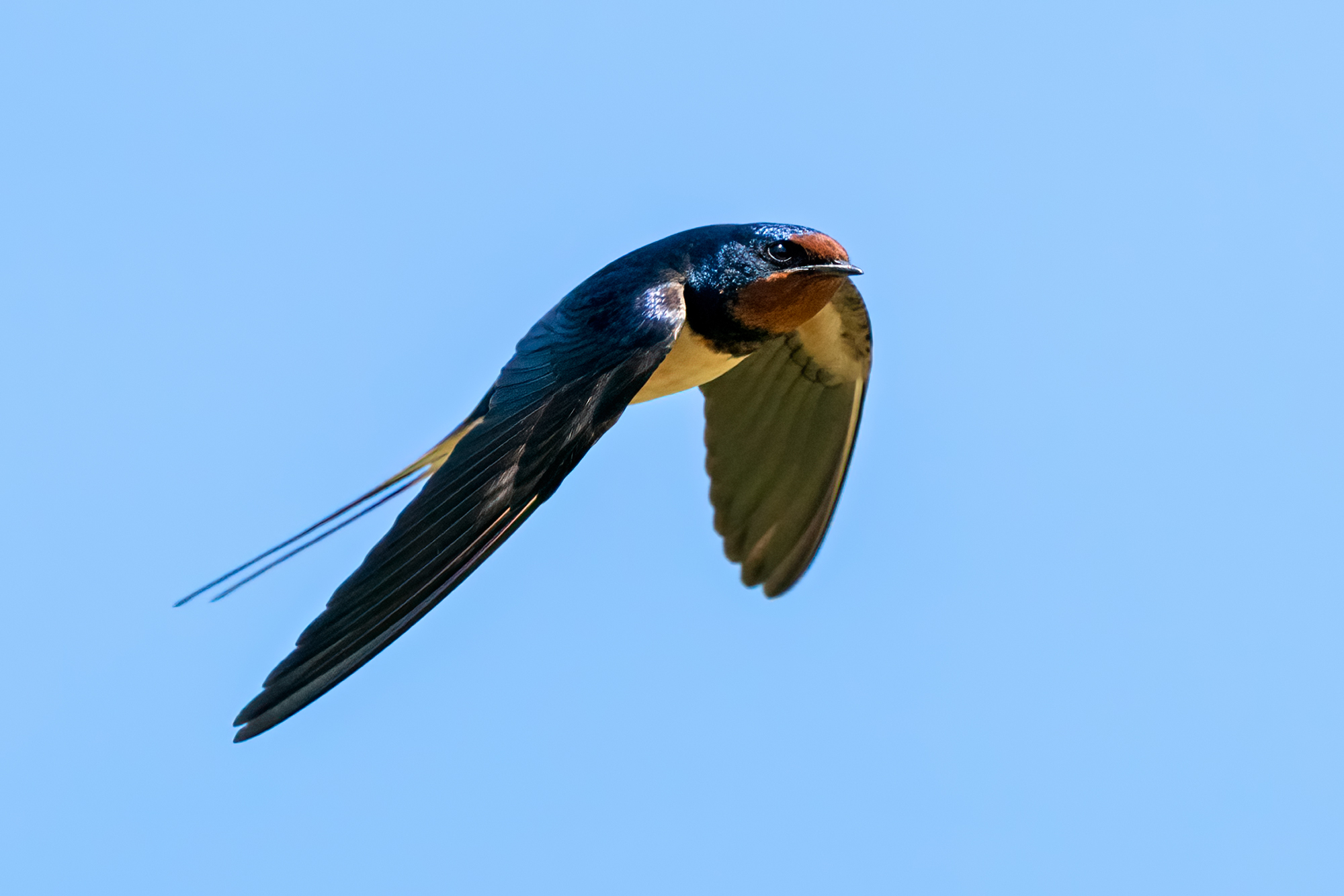Swallow