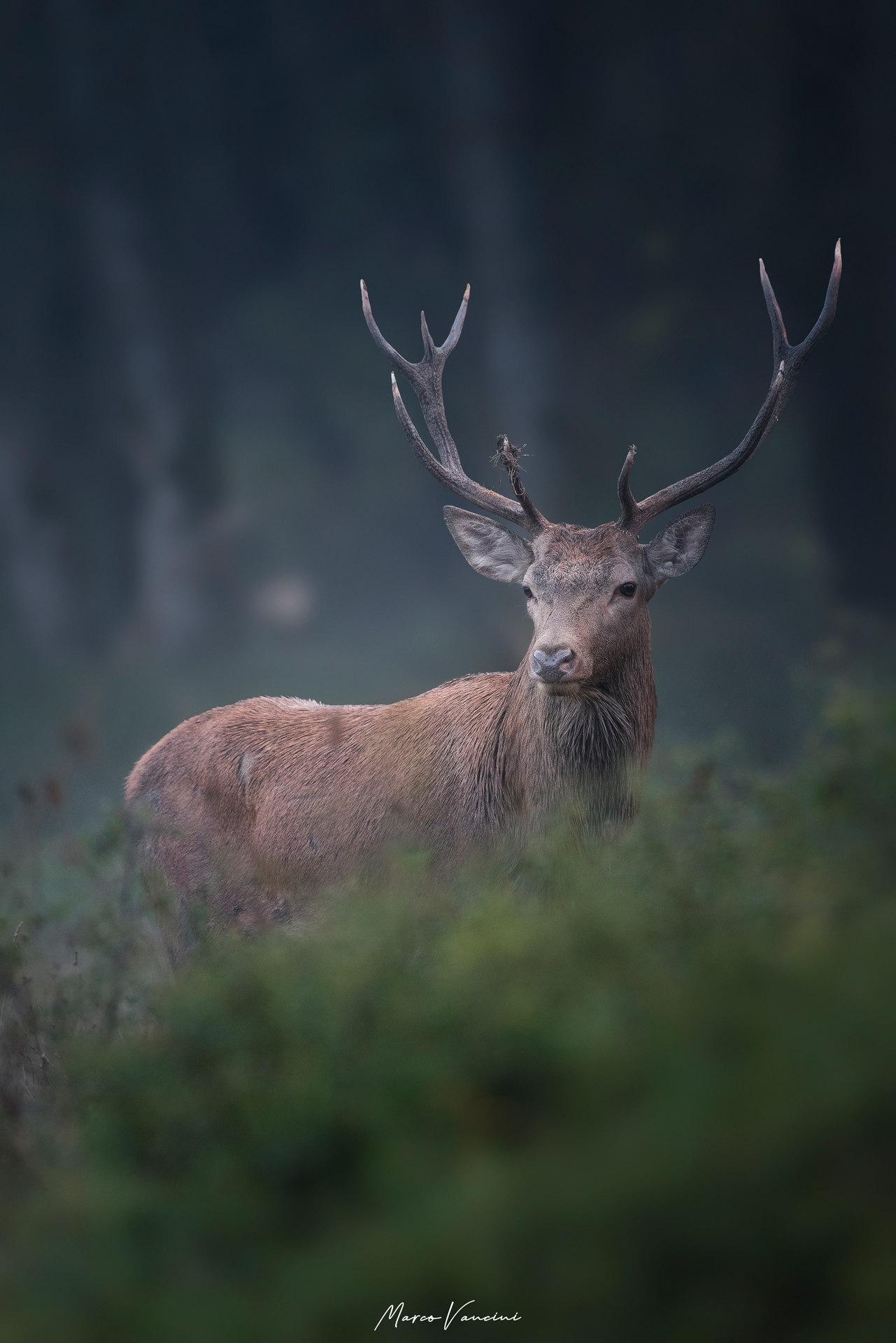 the elegance of the deer