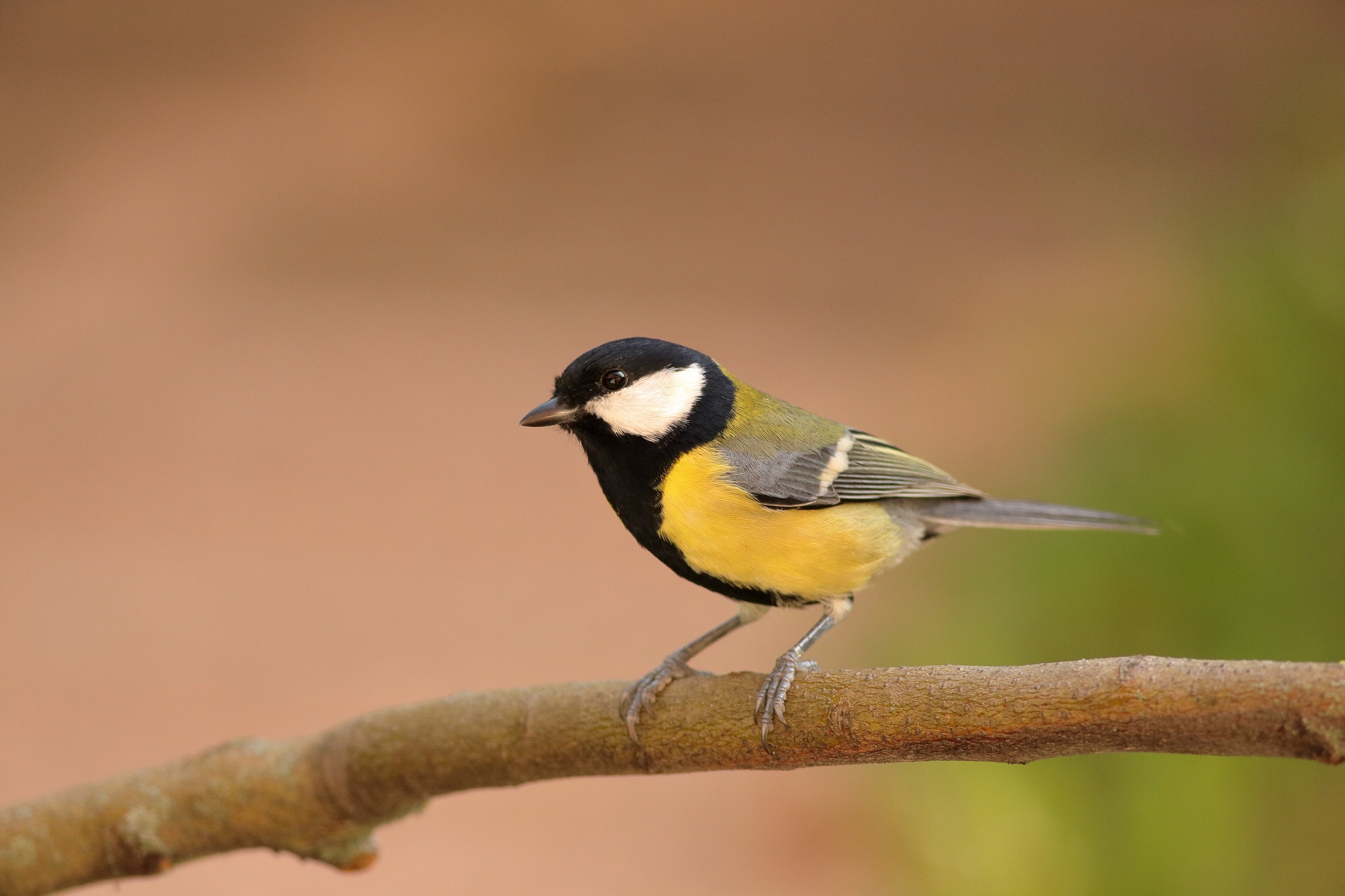 Parus maior o cinciallegra