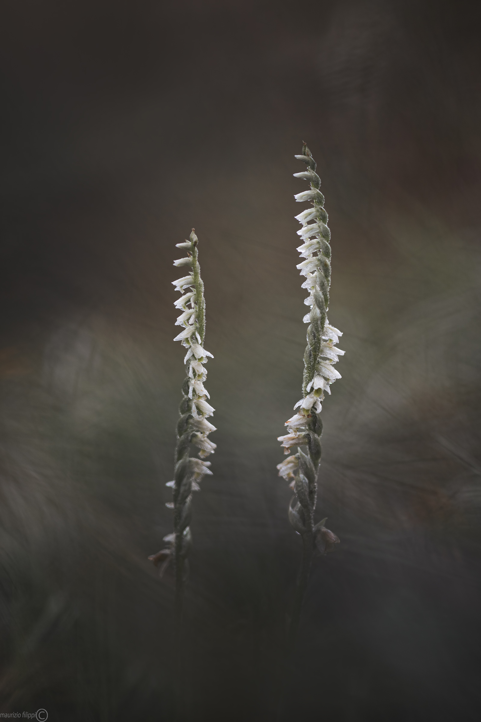 Spiranthes spiralis