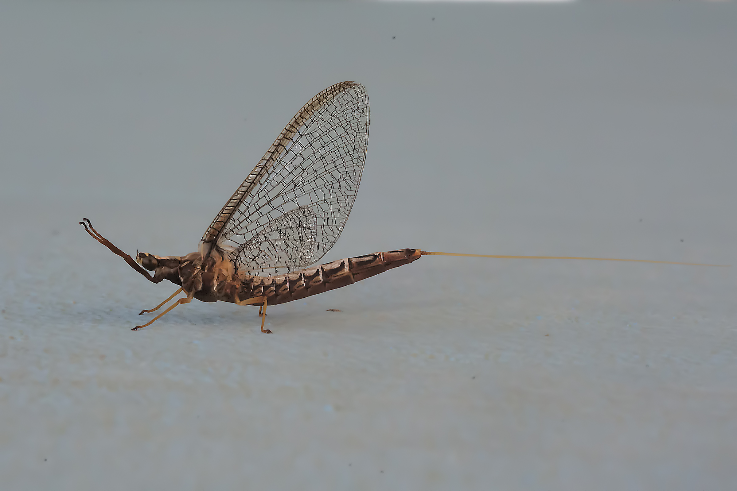 Ephemeroptera Galactica - Mayfly