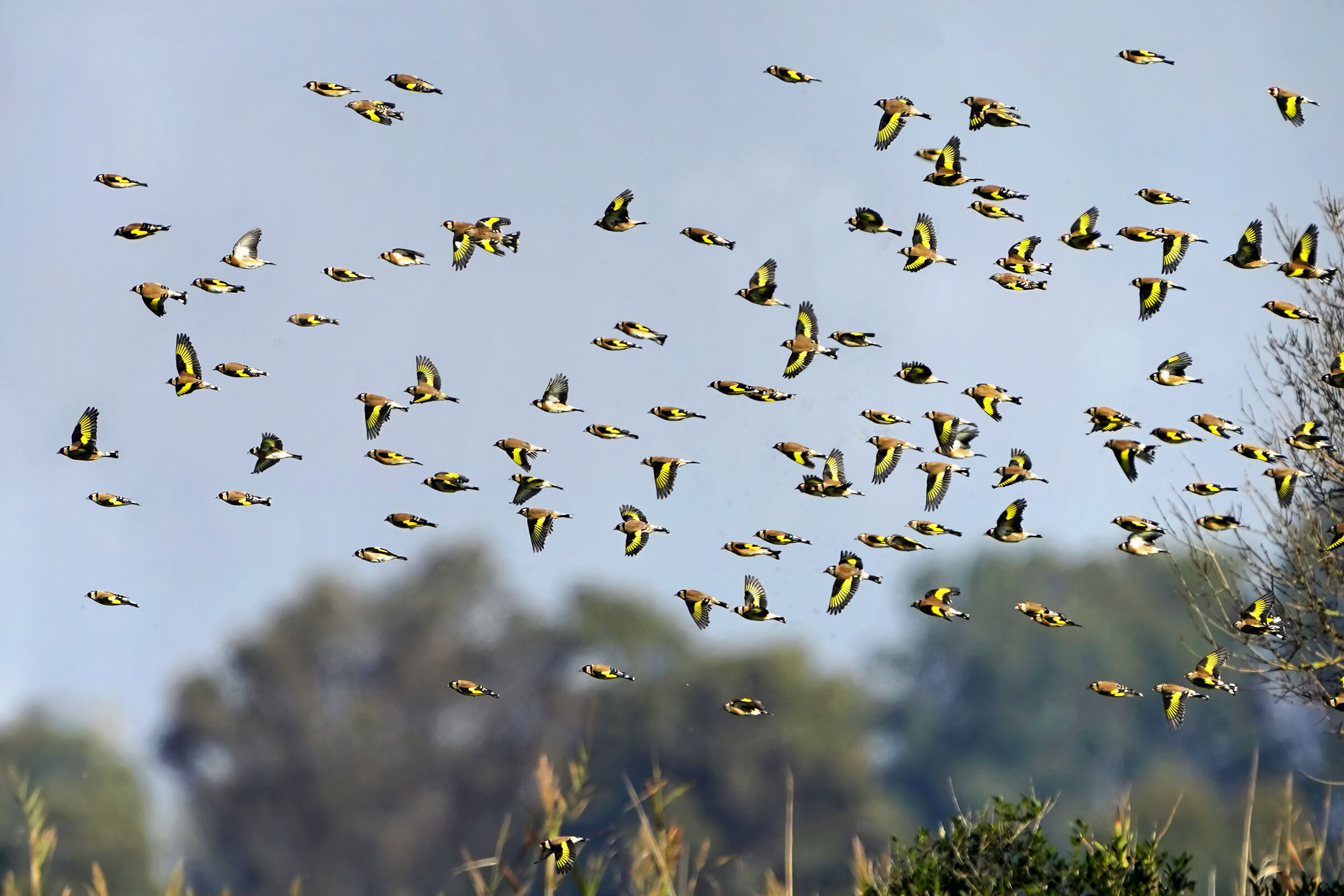 Goldfinches in autumn migration