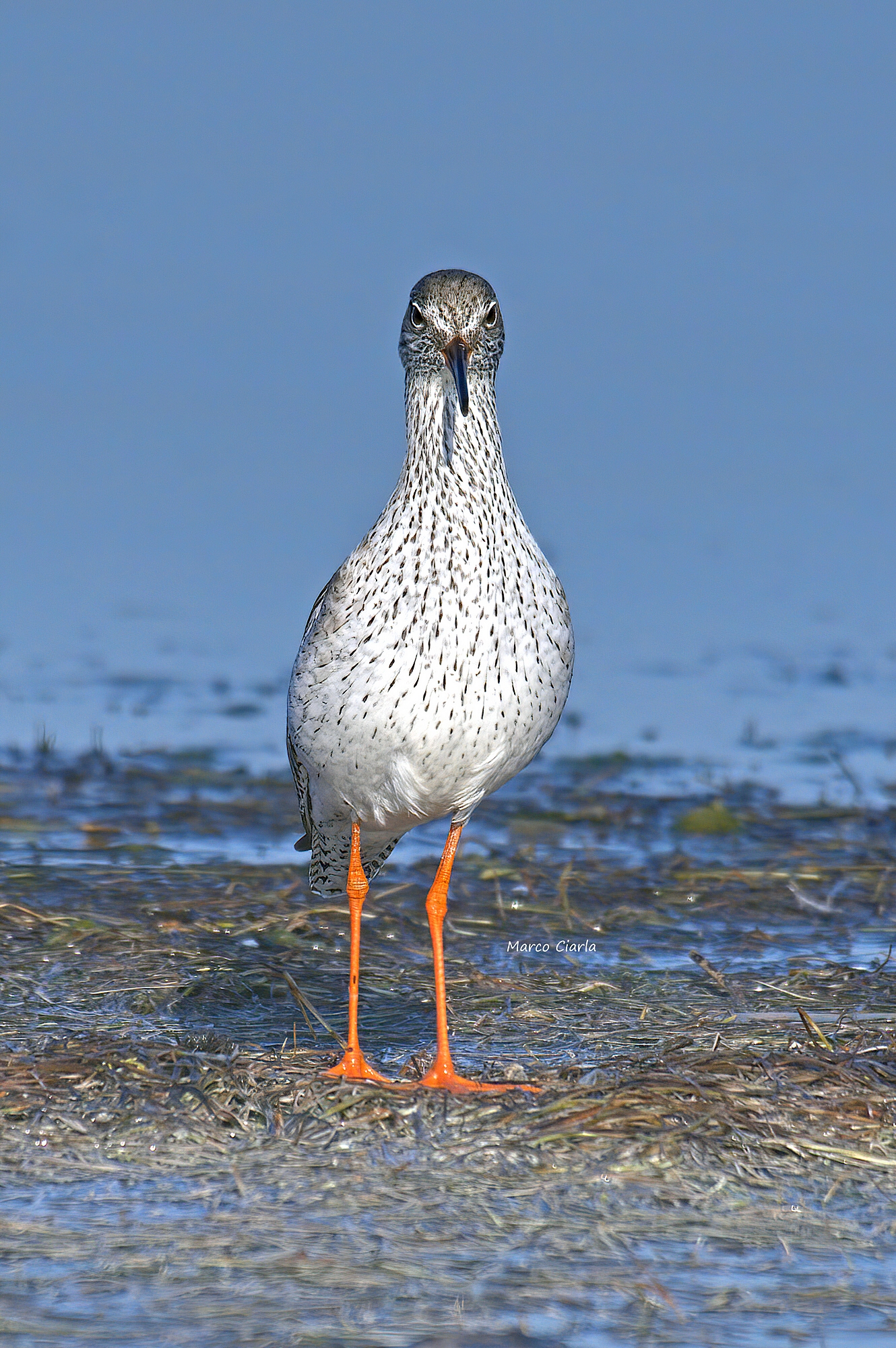 Gossip (Tringa totanus)