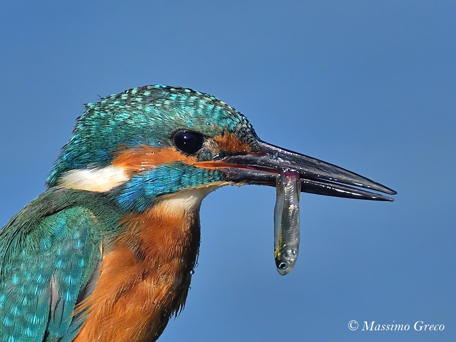 Martin pescatore (Particolare)