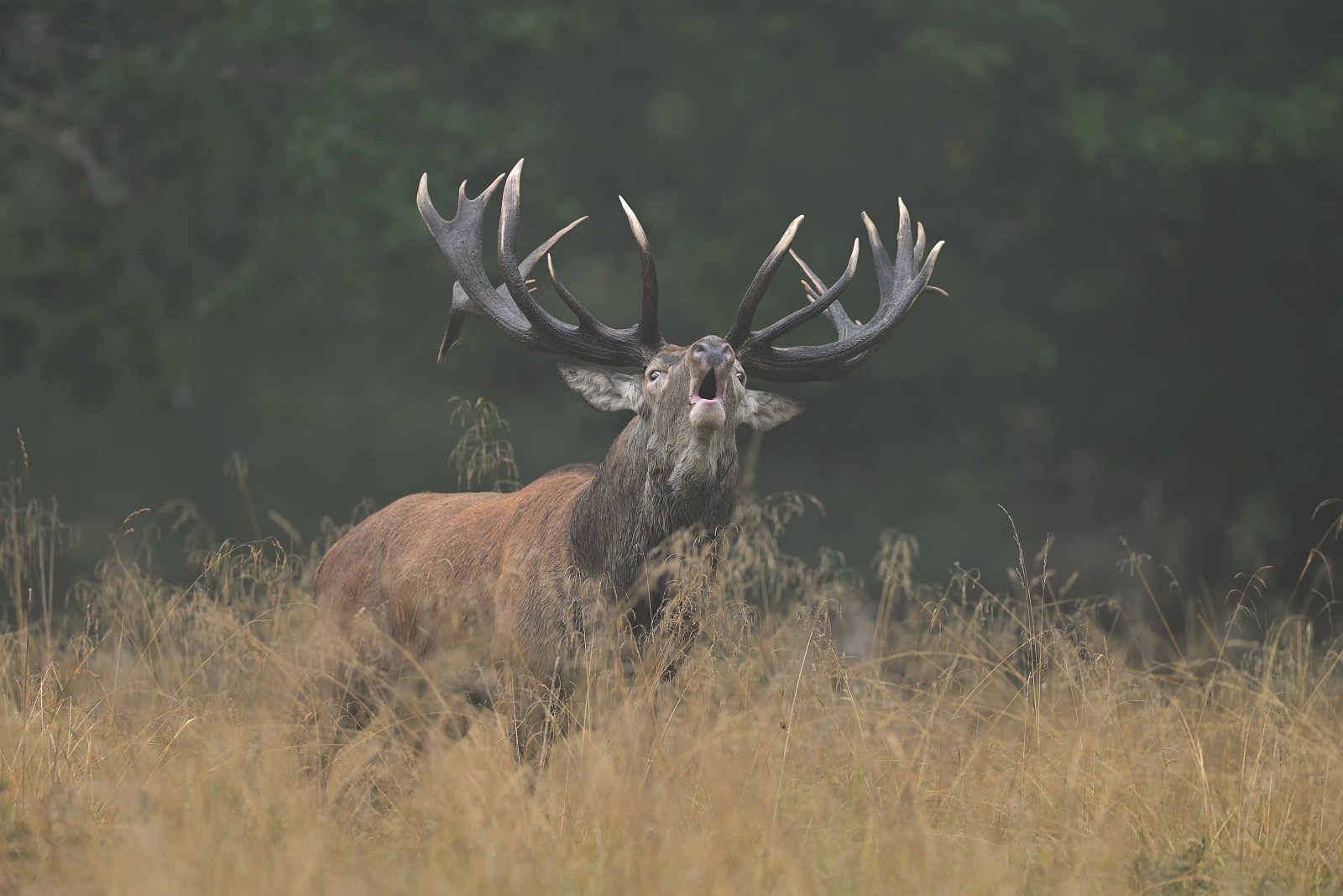 Chiamata mattutina nebbiosa