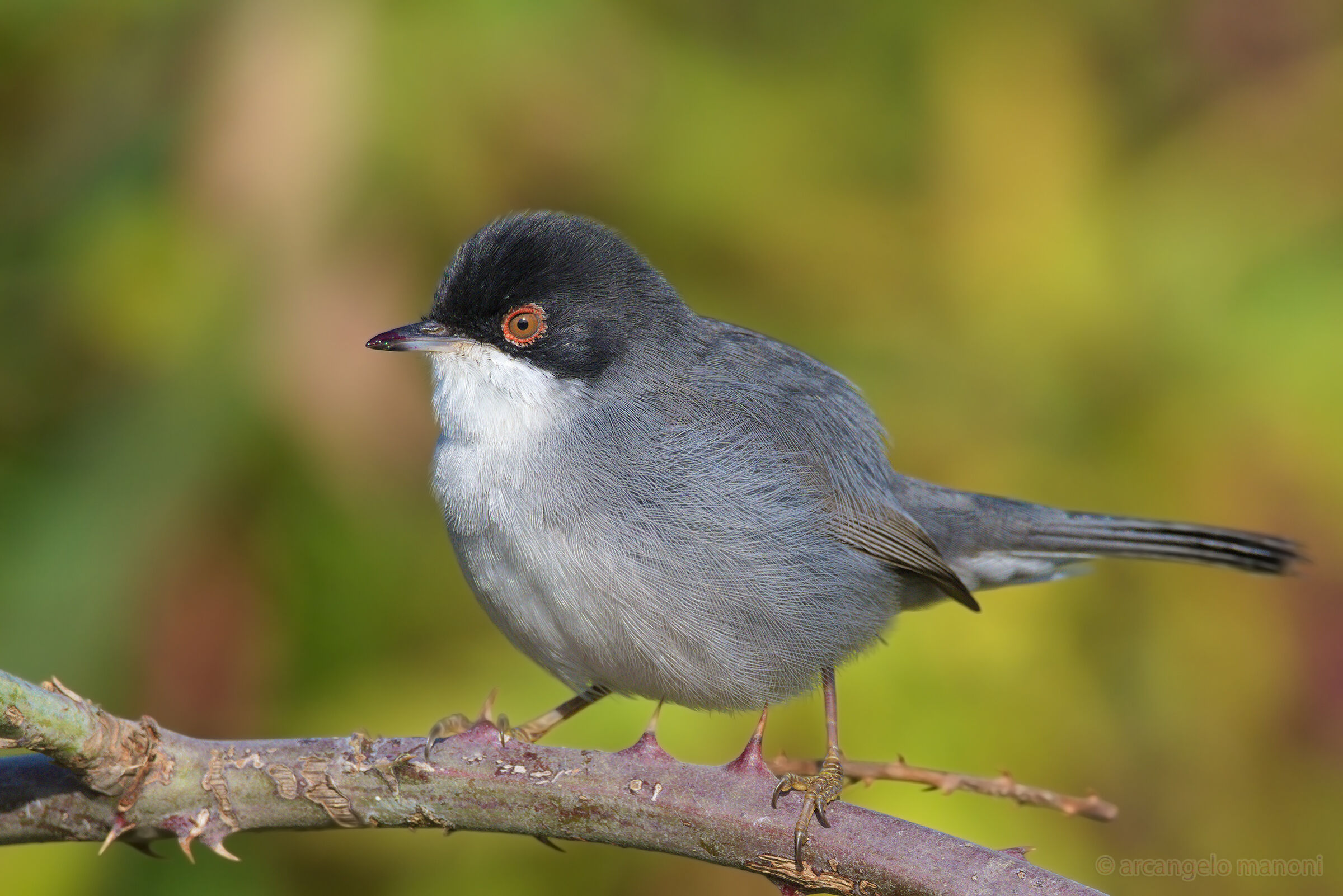 Occhiocotto: rovo bird par excellence