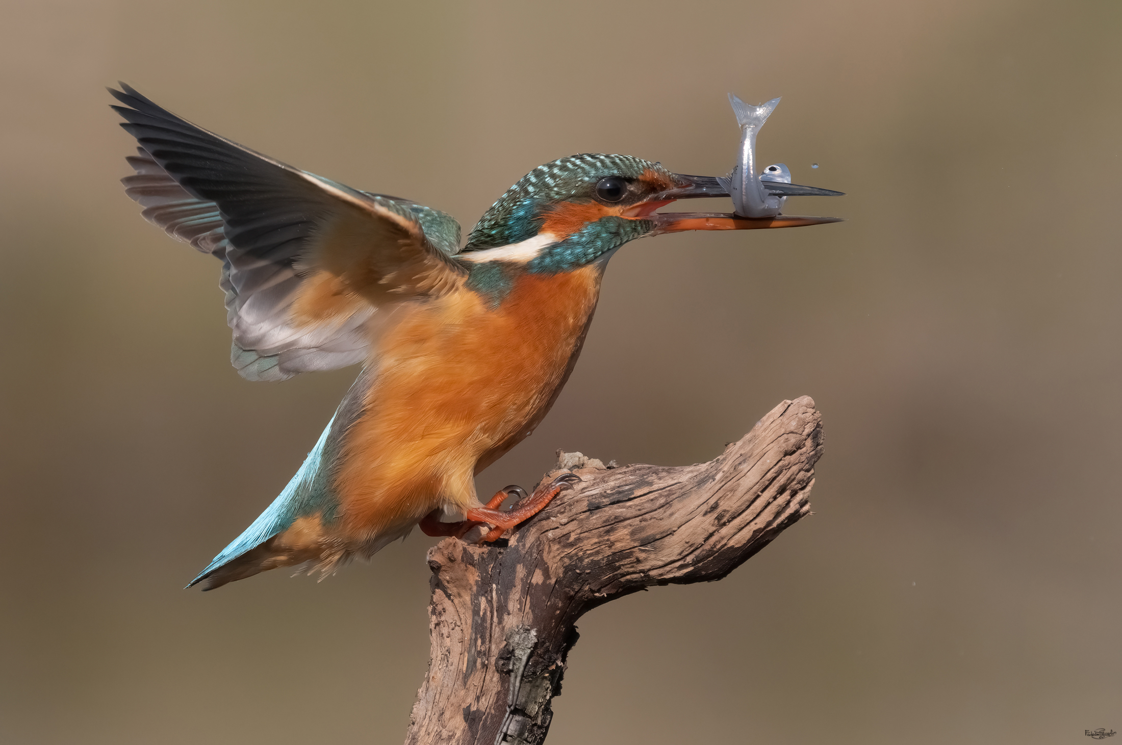 Kingfisher