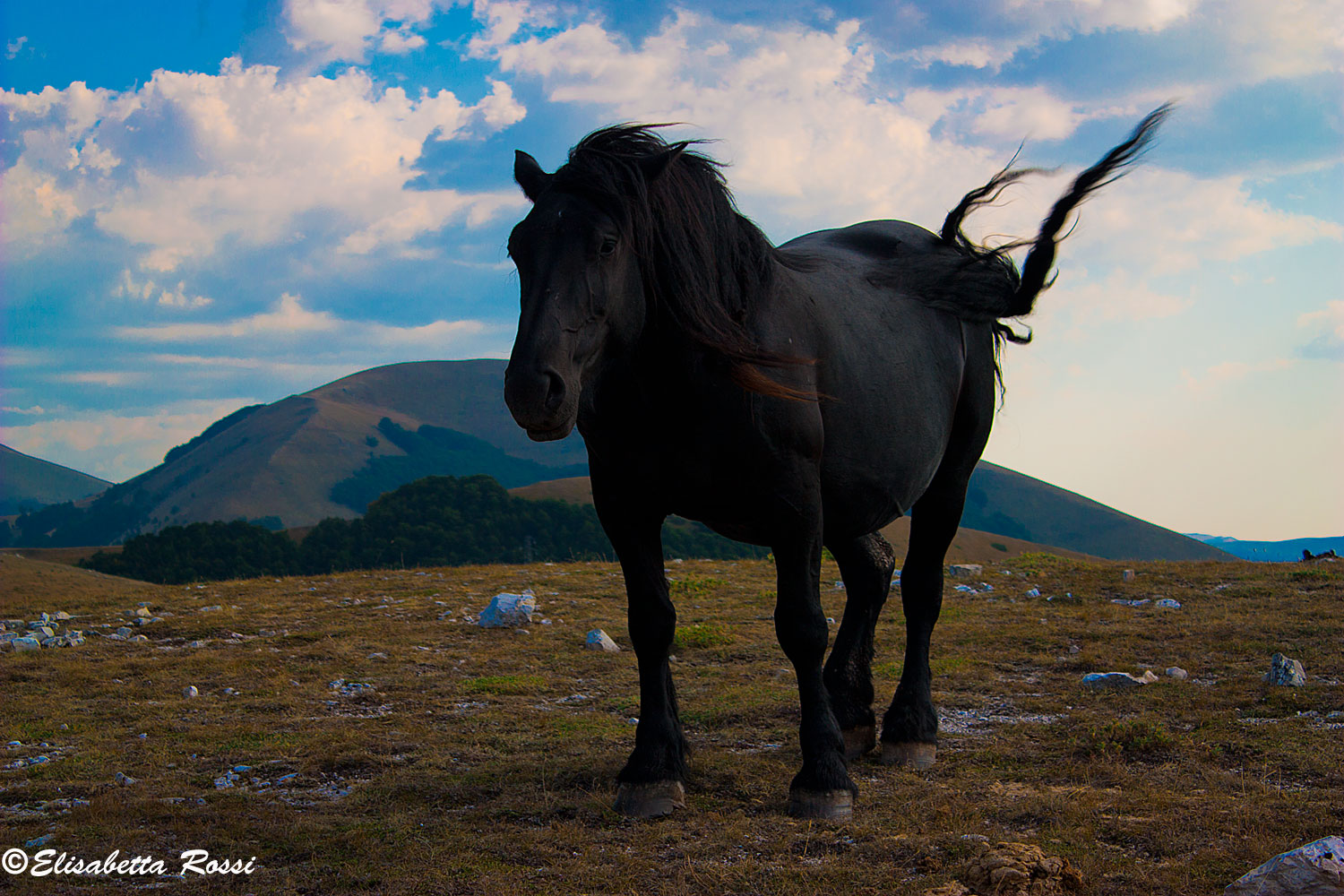 Horse Castelluccio di Norcia