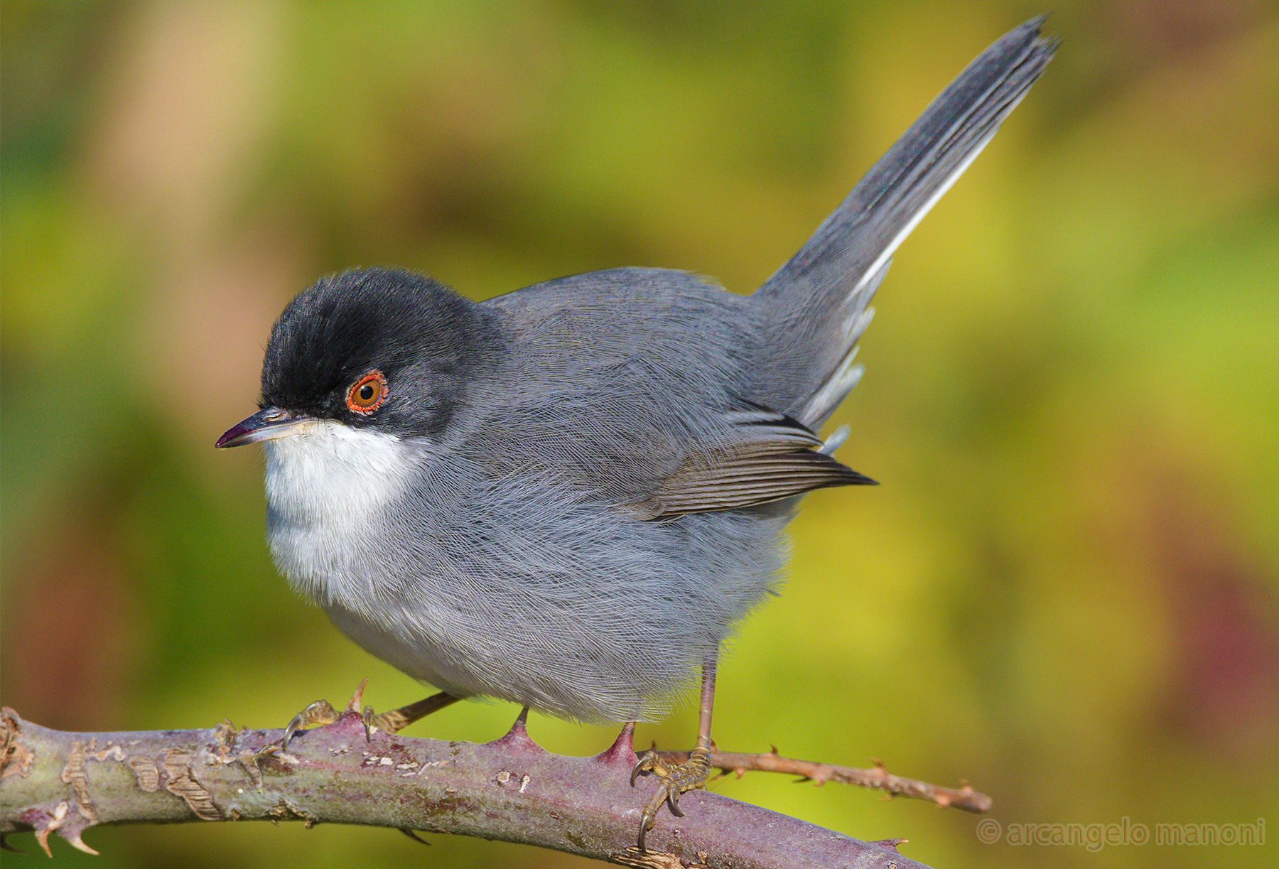 Occhiocotto the King of brambles