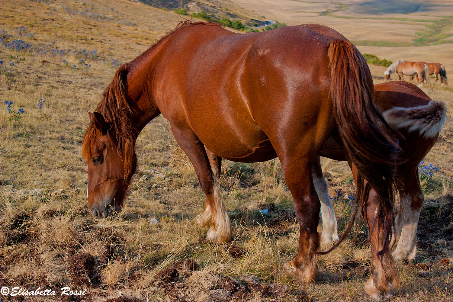 Horse Castelluccio di Norcia