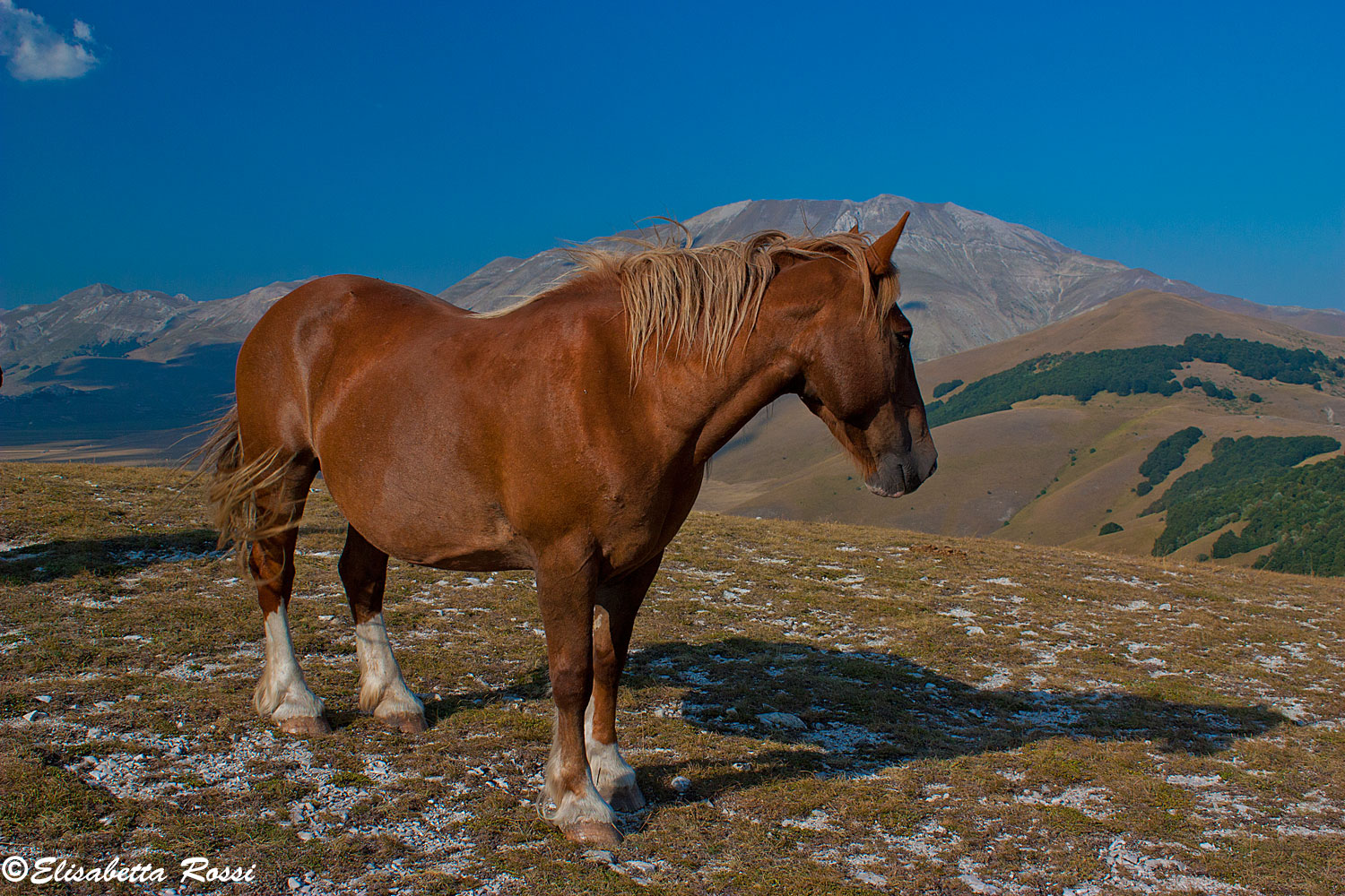 Horse Castelluccio di Norcia
