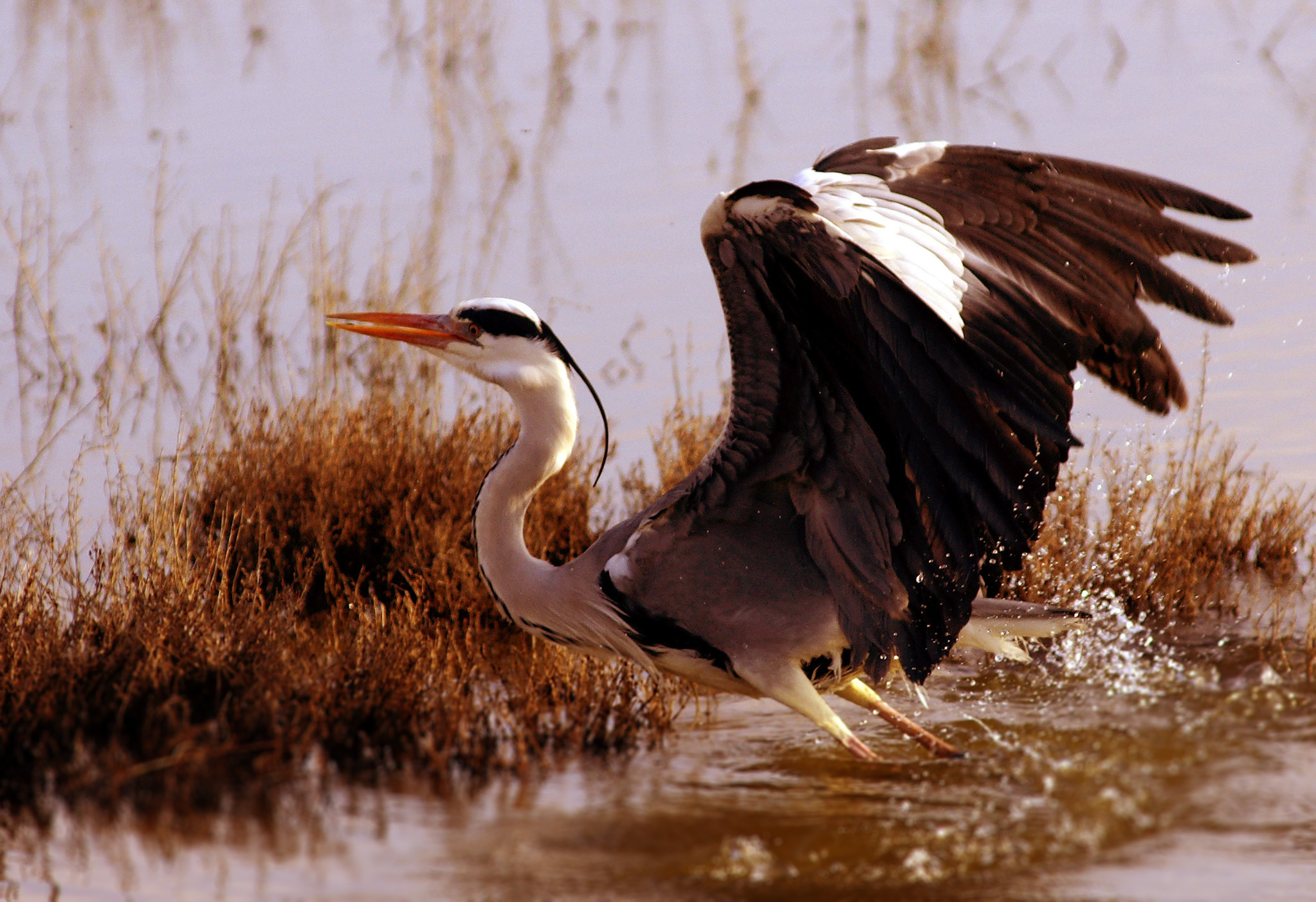Airone Cenerino a Ponti di Badia (gr)