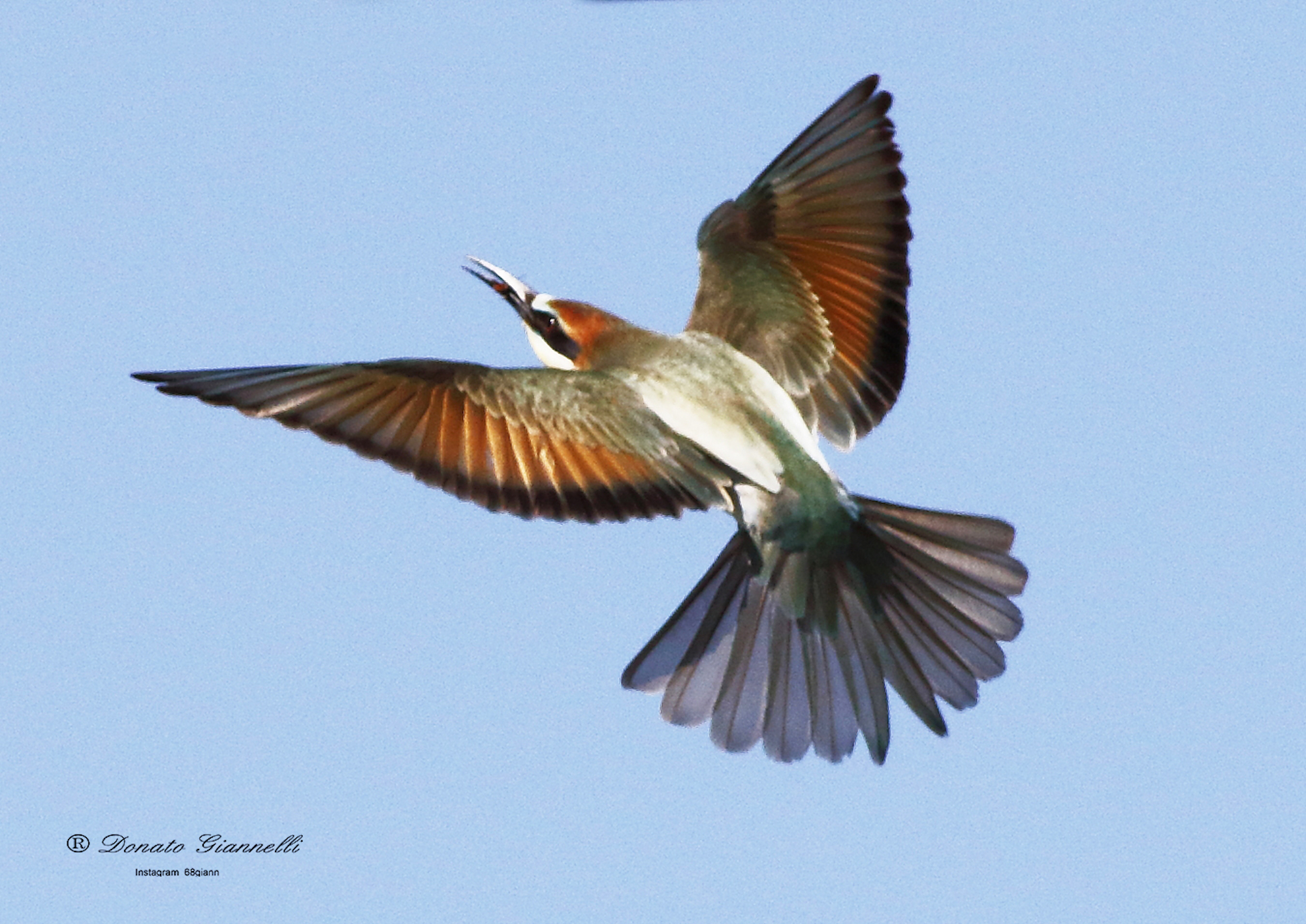 Bee-eater