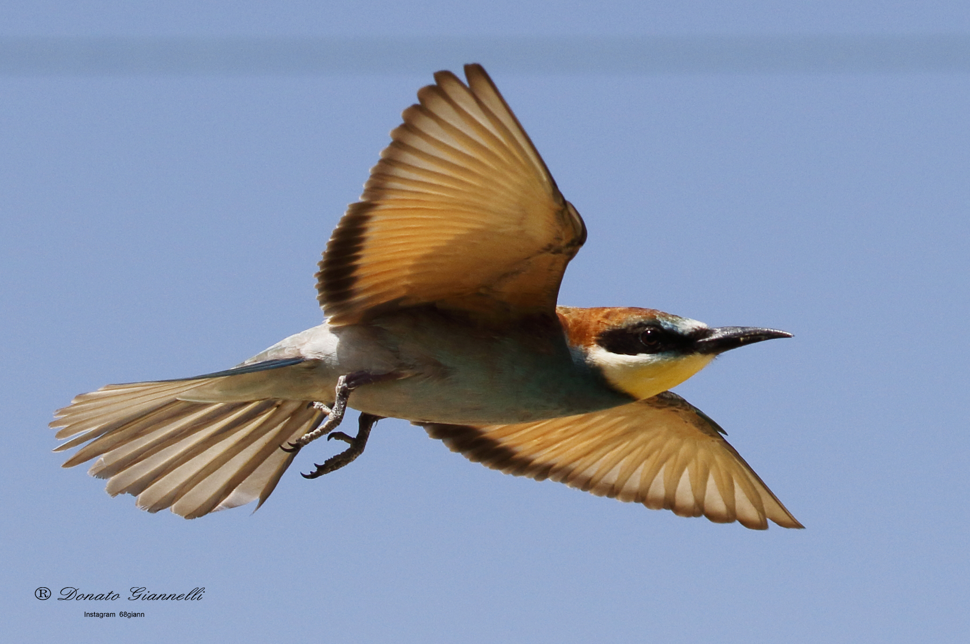 Bee-eater
