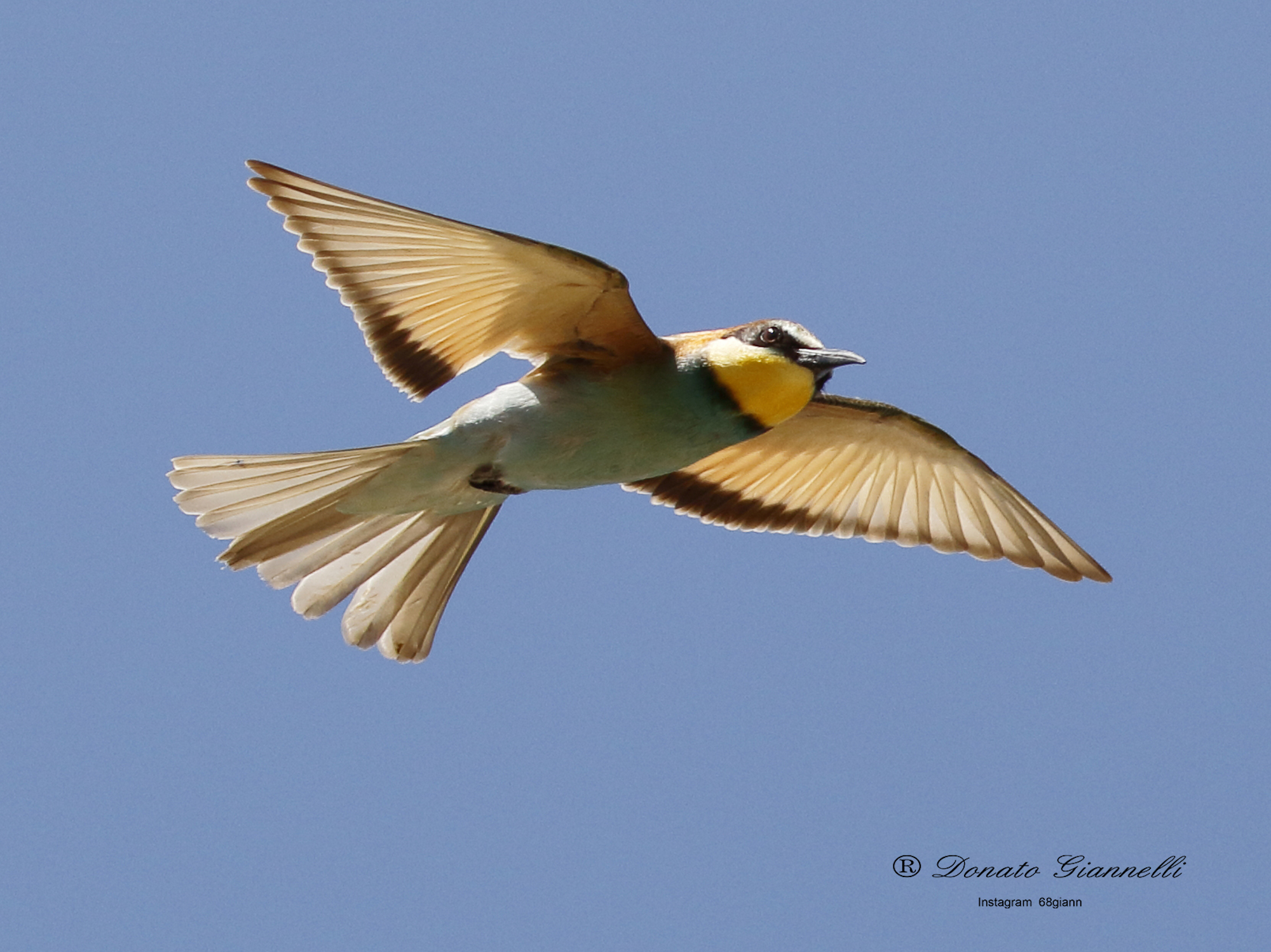 Bee-eater