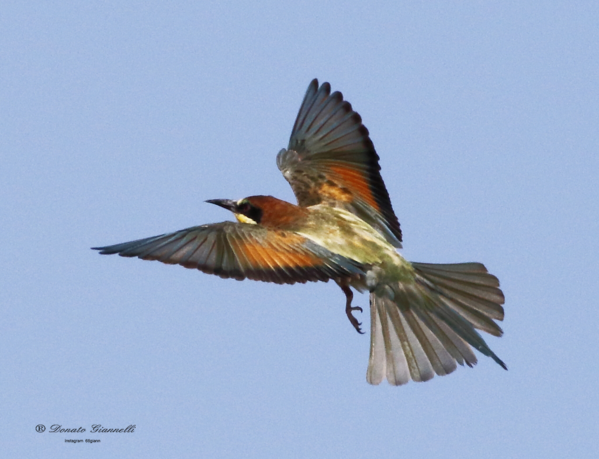 Bee-eater