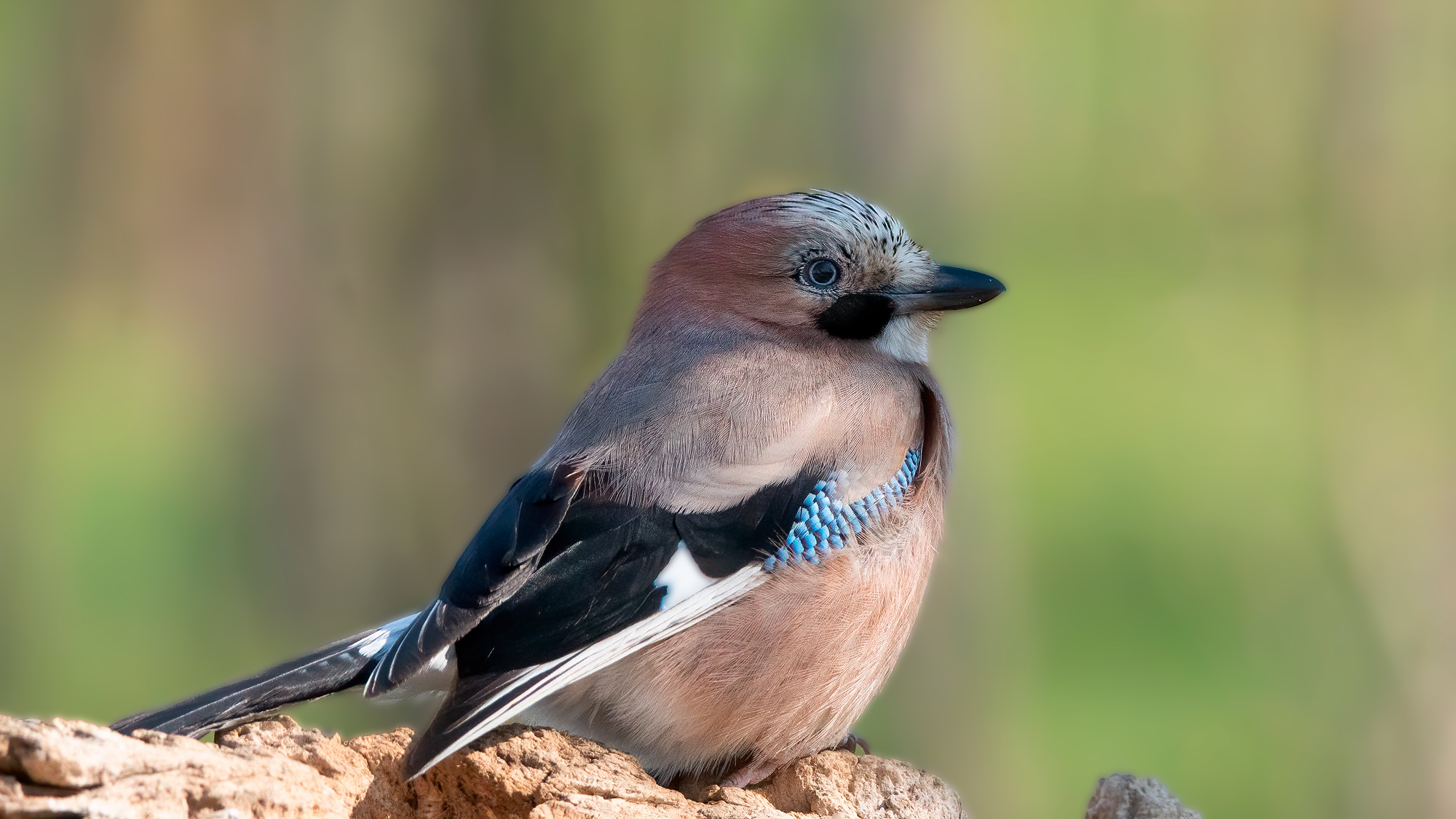 Giandaia Municipality