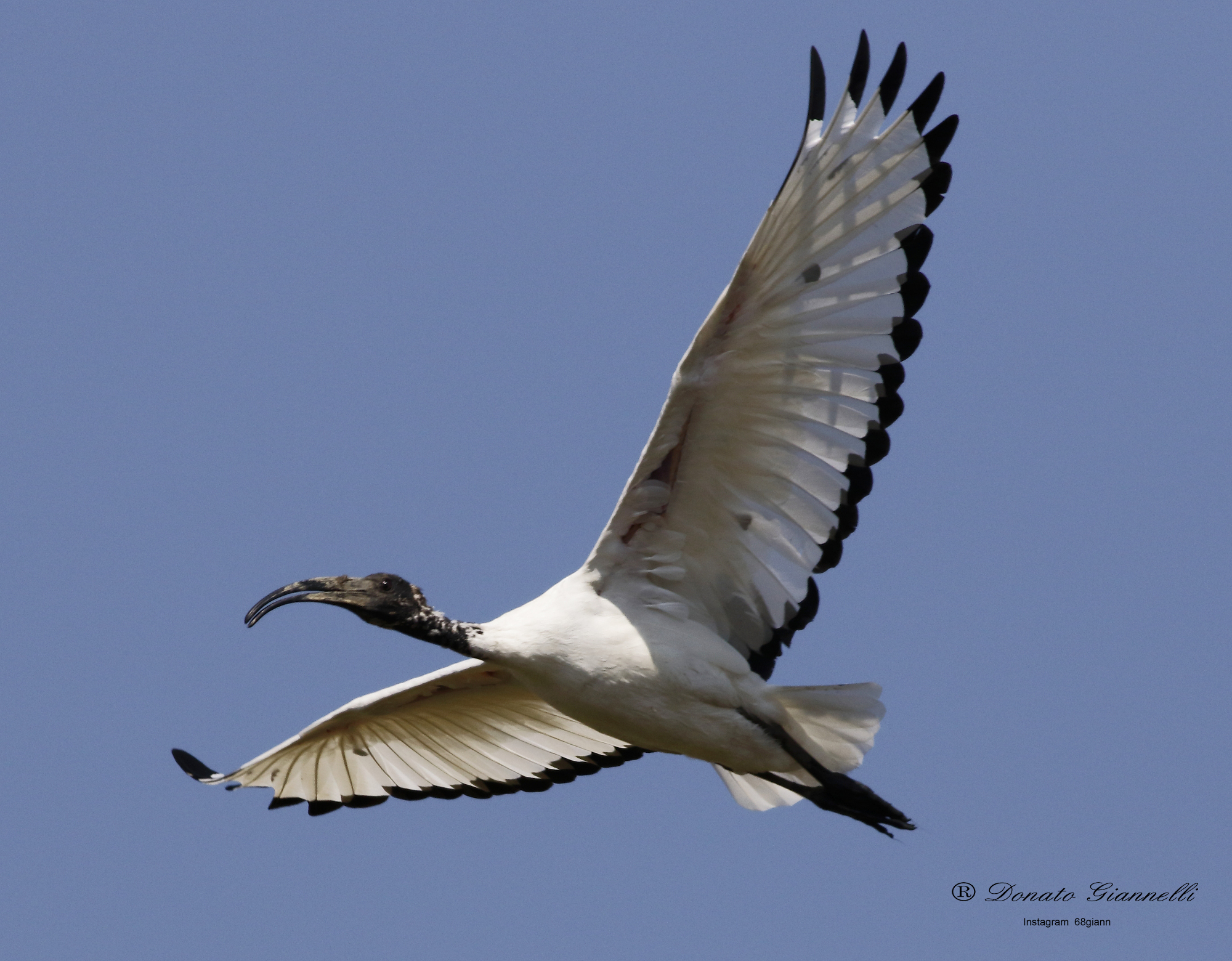 Sacred ibis