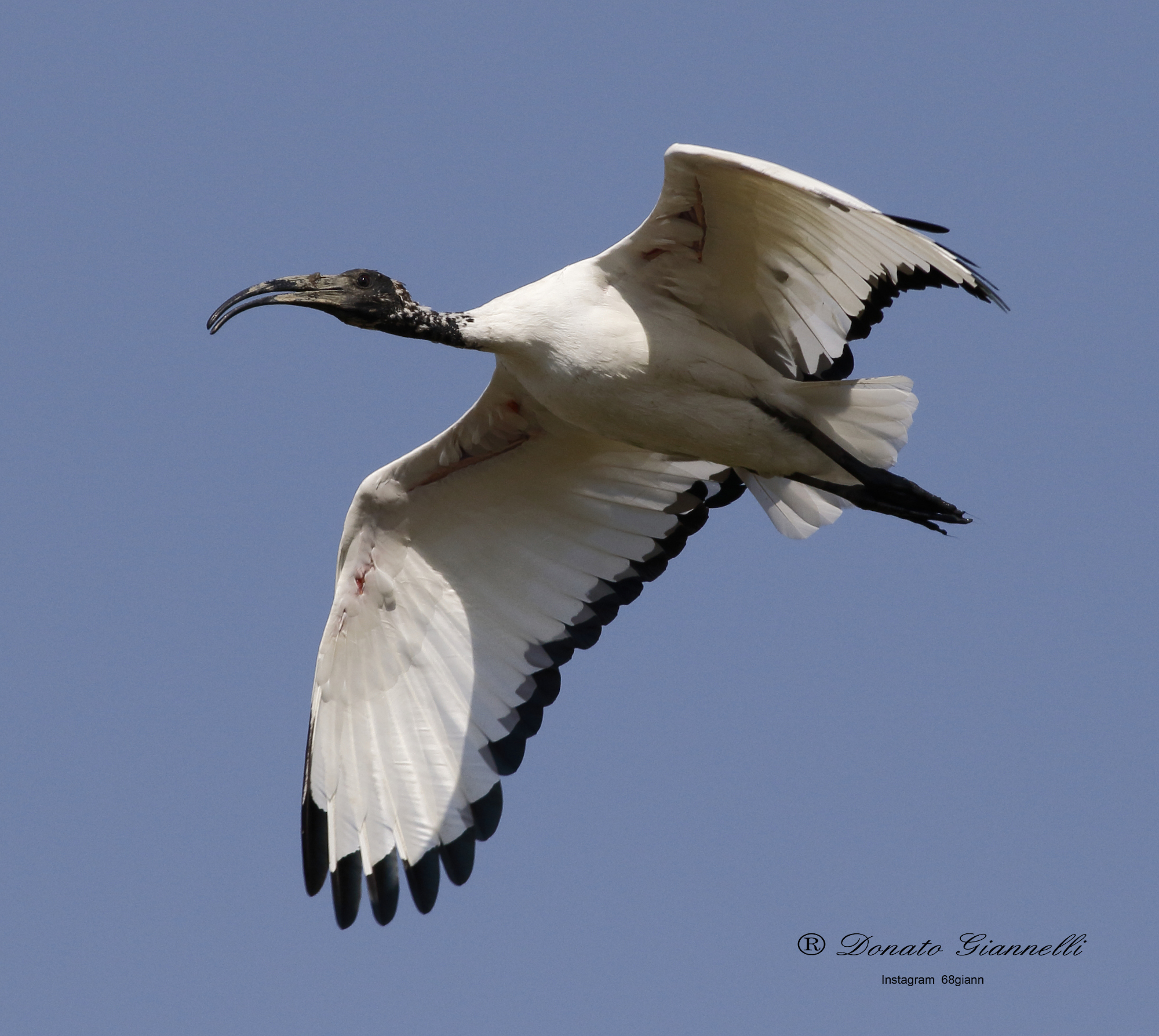 Sacred ibis