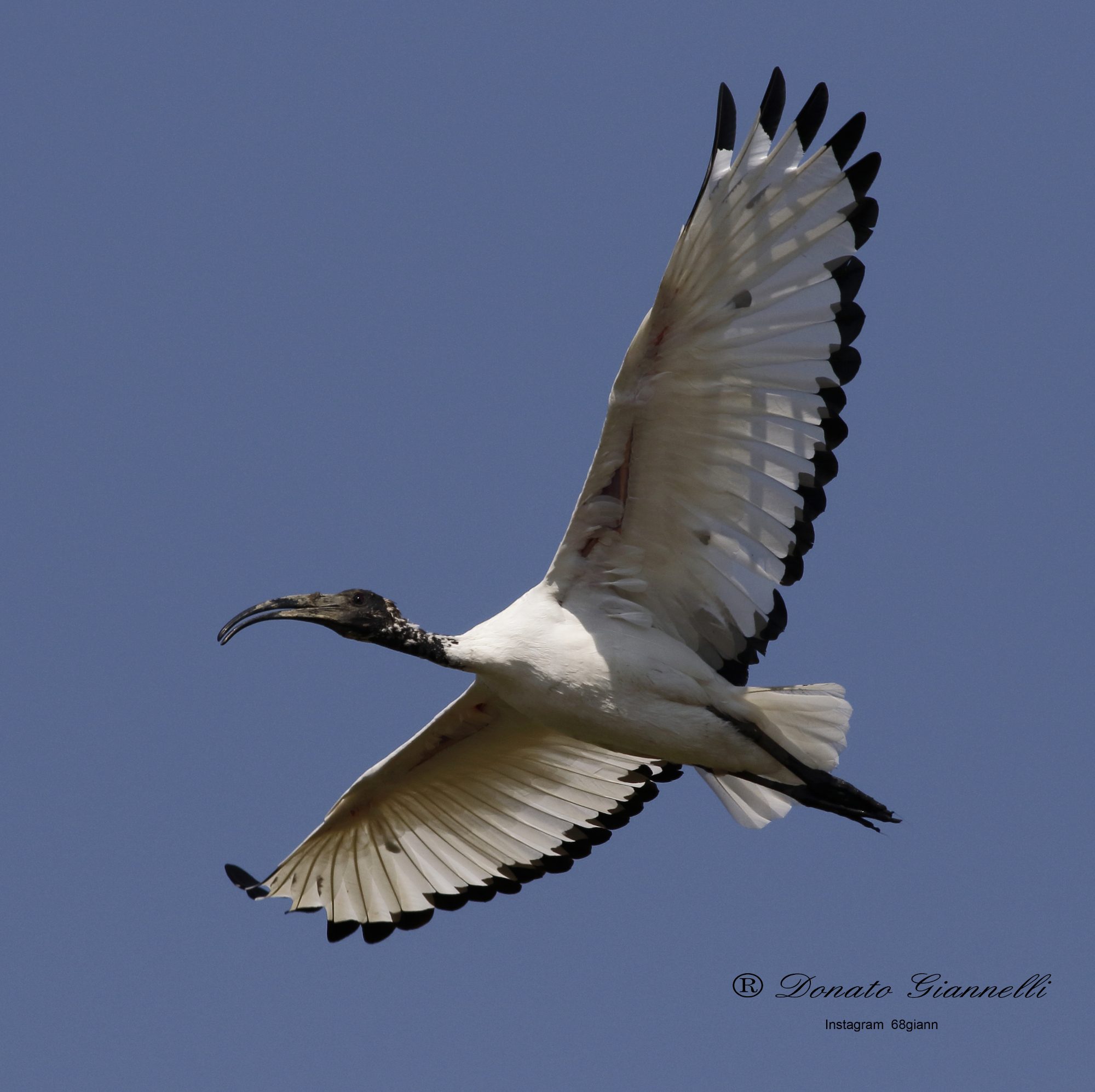 Sacred ibis