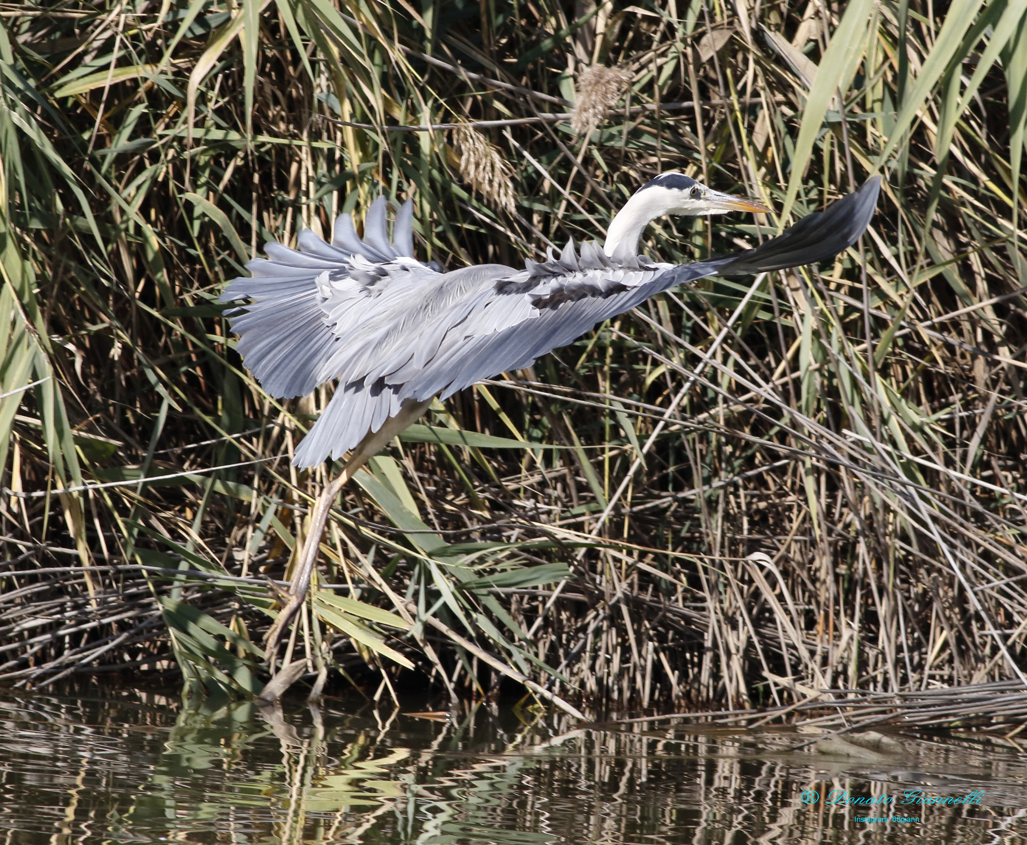Gray heron
