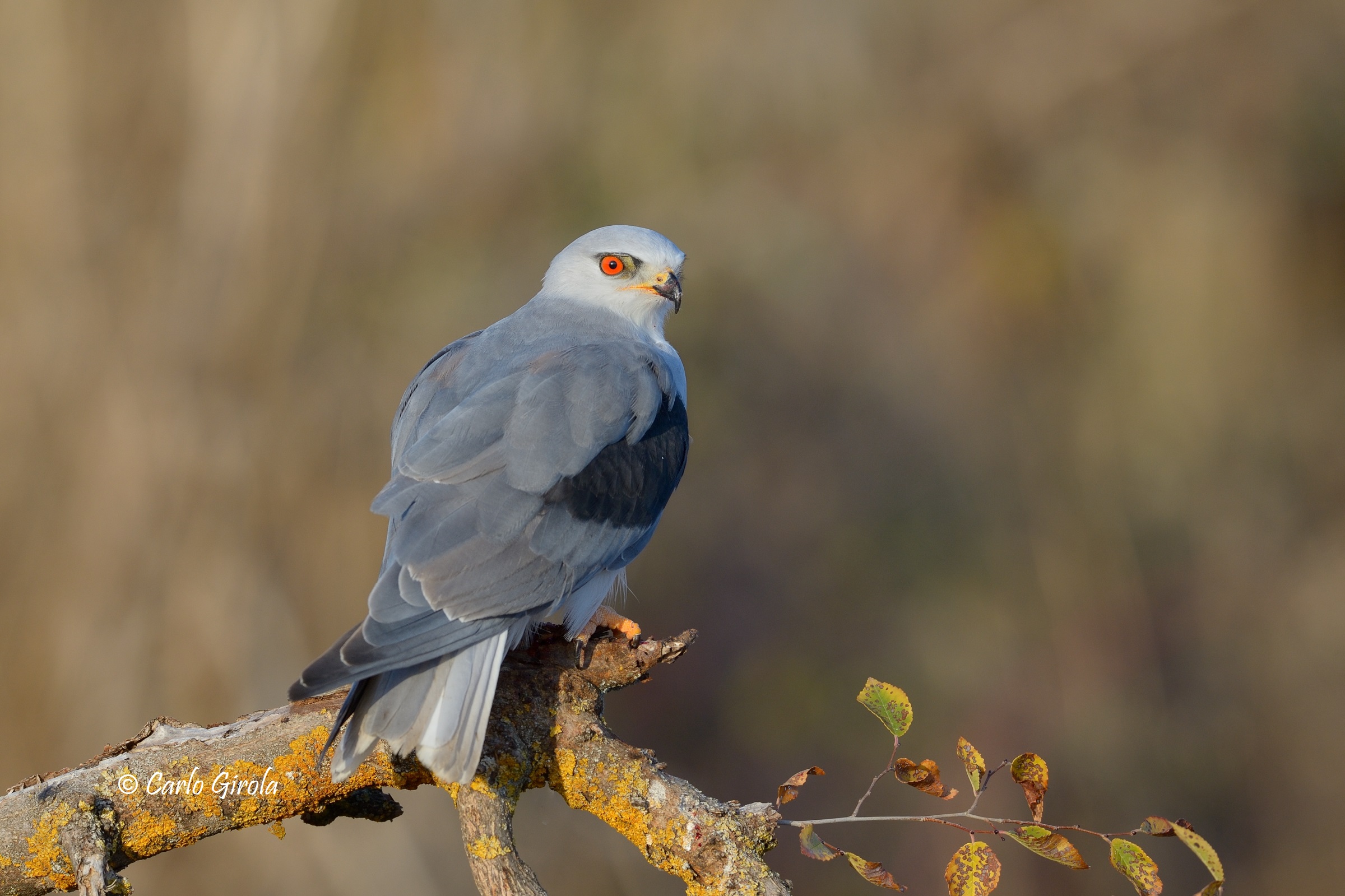 Nibbio bianco (Elanus caeruleus)