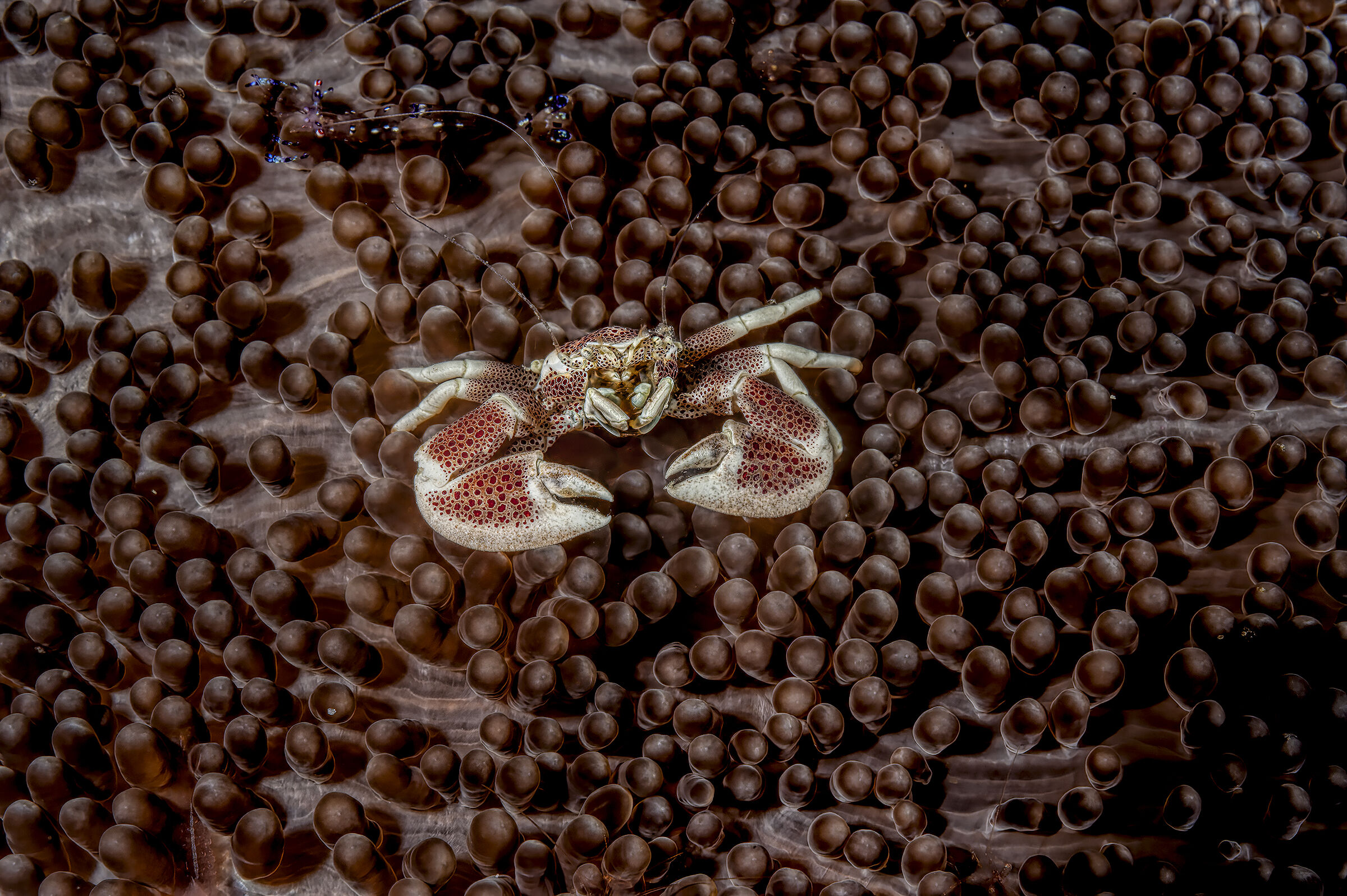 porcelain crab Neopetrolisthes maculatus