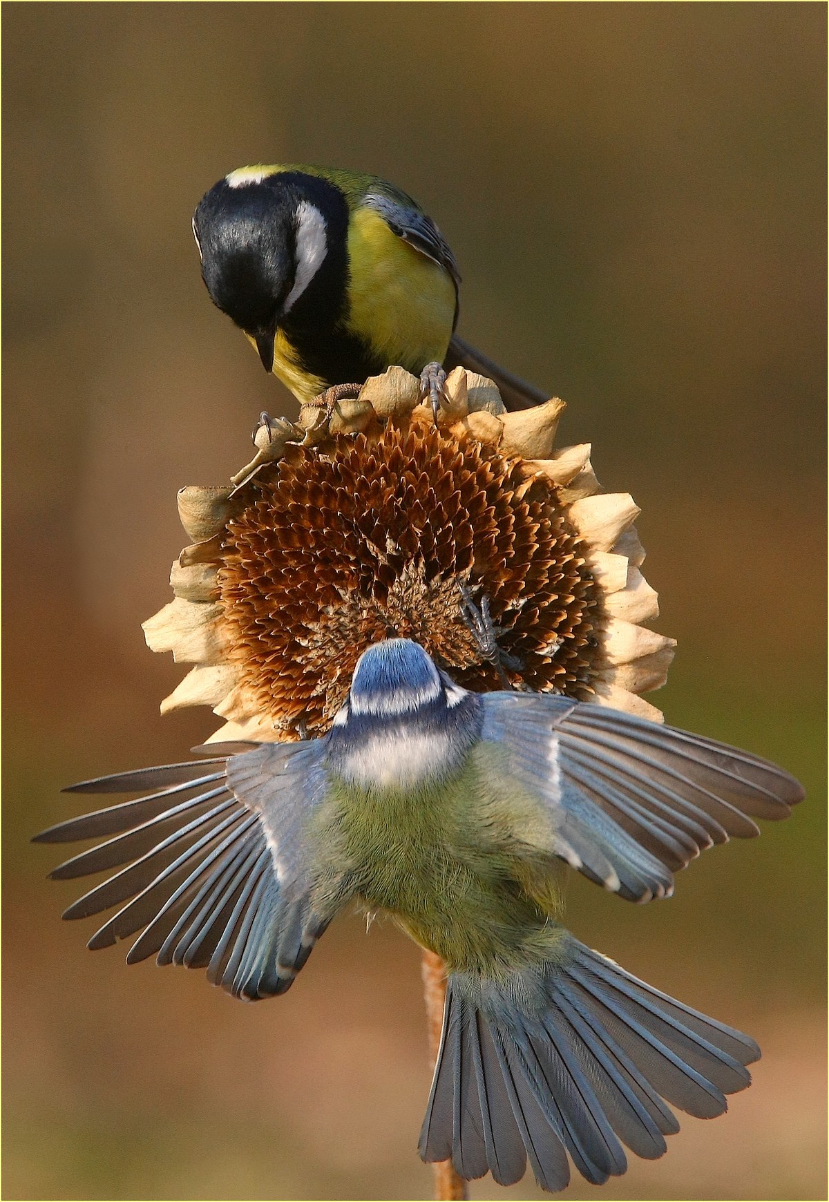 ,, The tits and the sunflower,