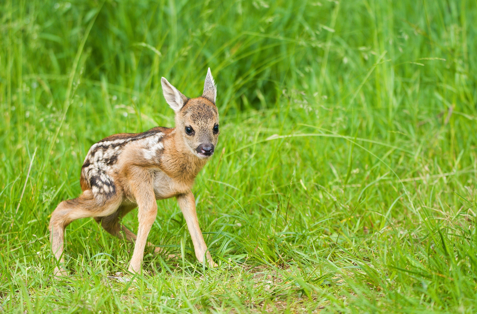 fawn