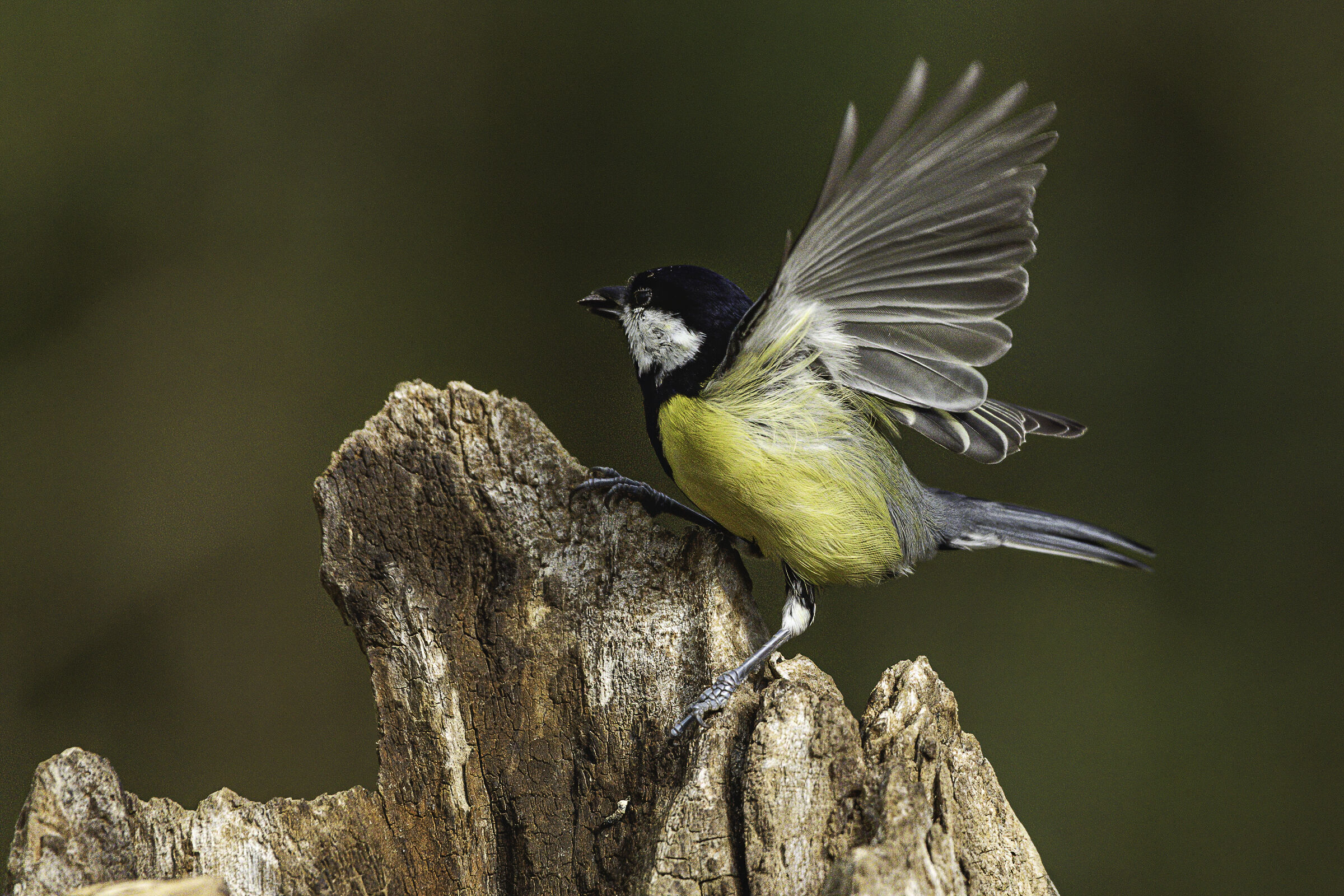 un semino...trallallà