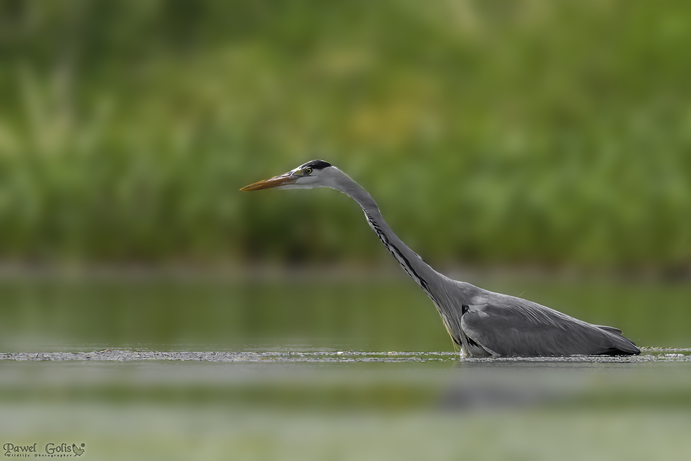 Heron grigio (Ardea cinerea)