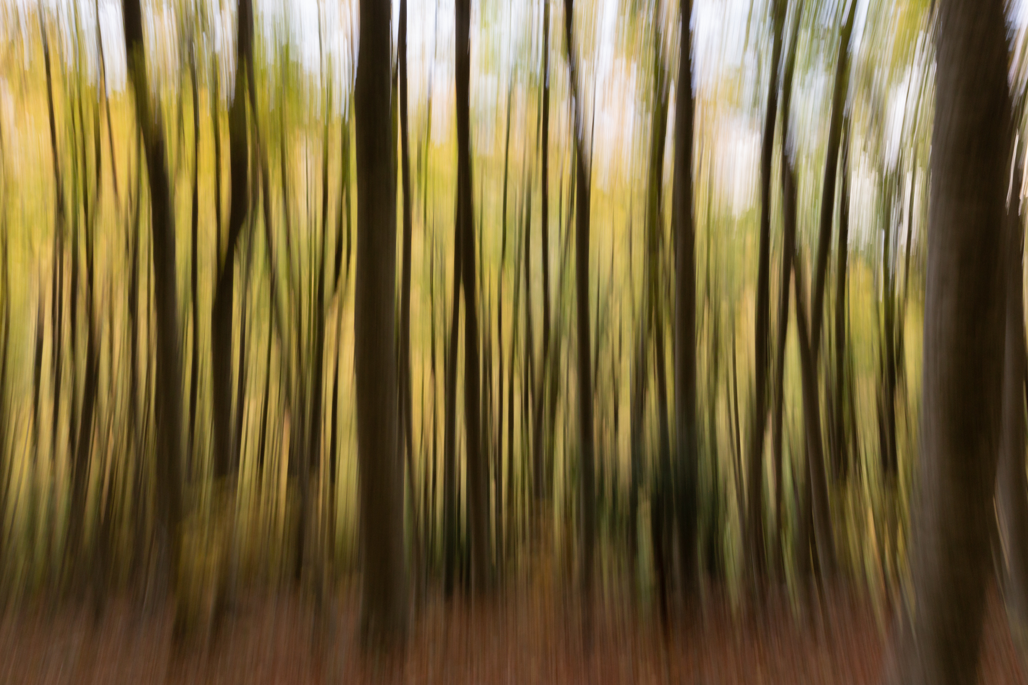 Sognando il bosco d'autunno.