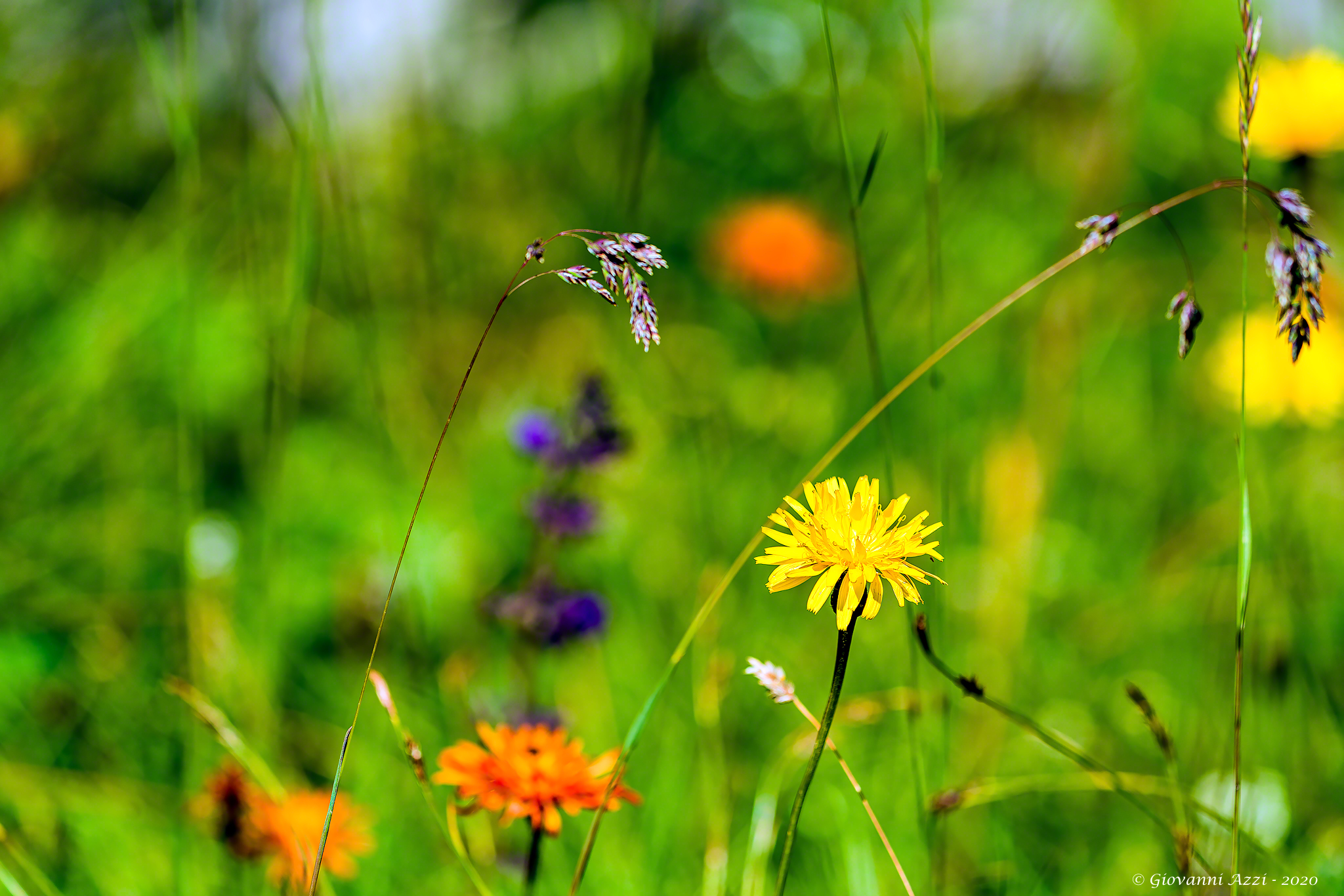 Mountain flowers