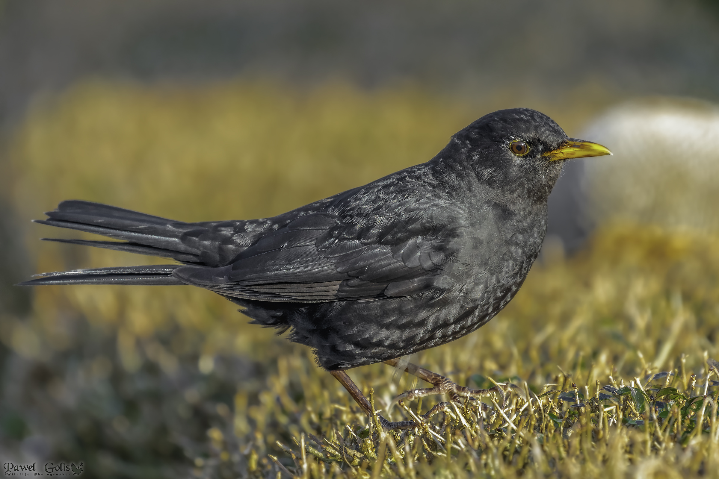 Merlo comune (Turdus merula)