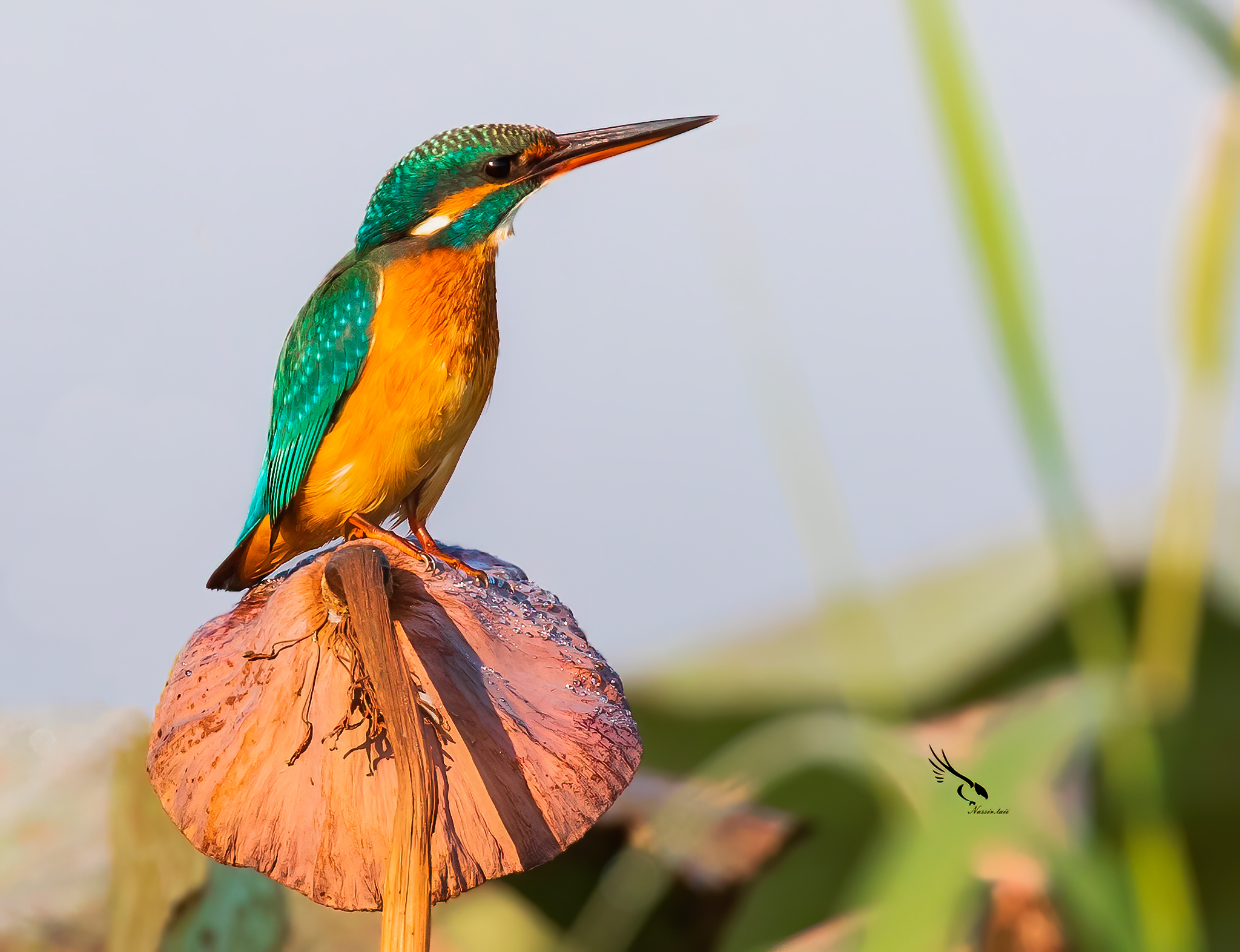 Kingfisher comune
