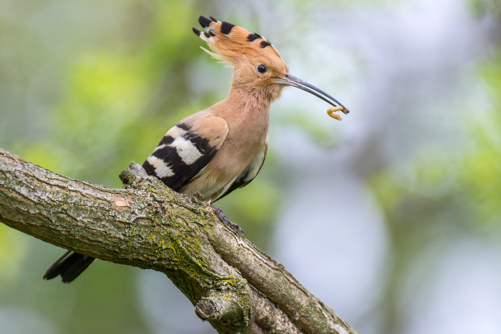 Hoopoe