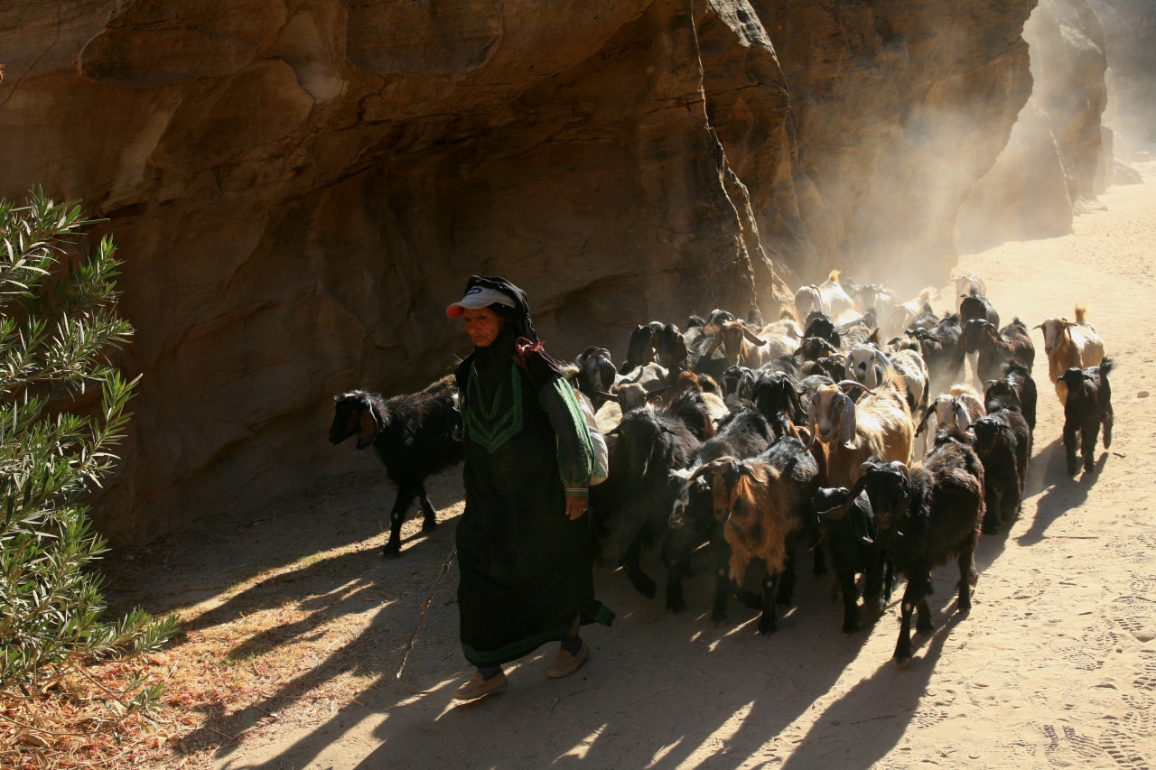 Giordania, ritorno dal pascolo.